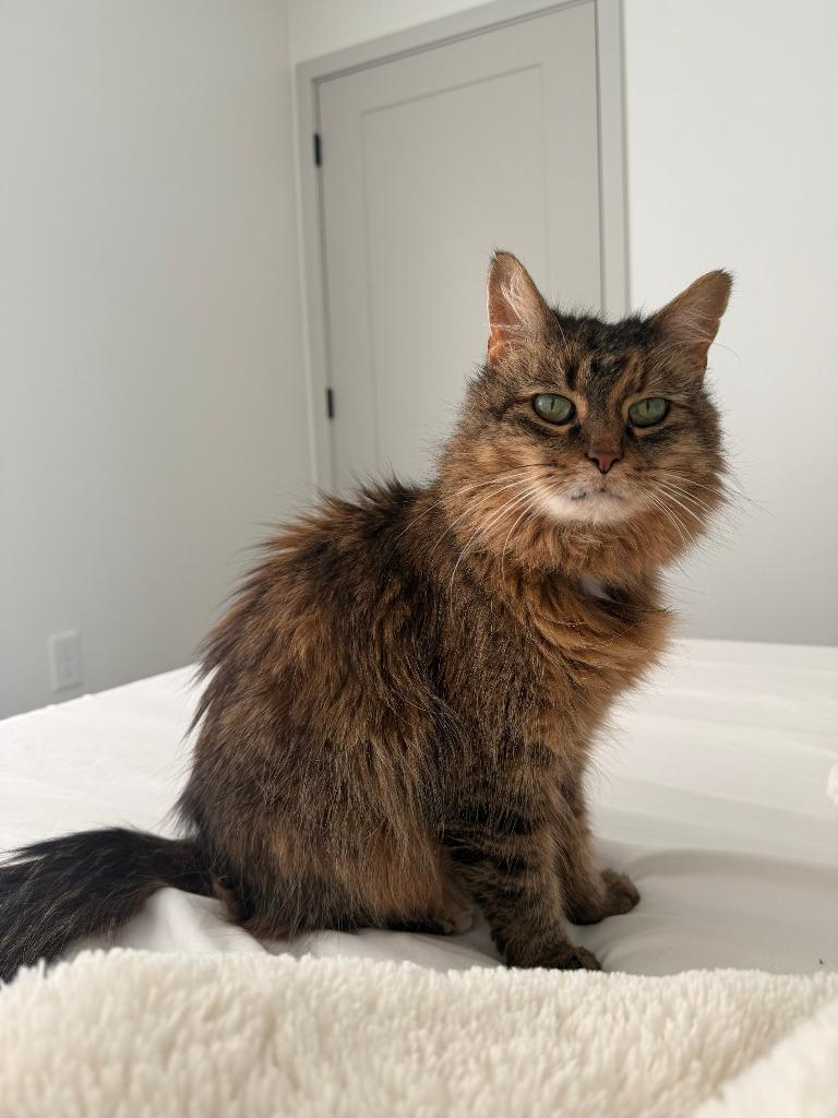 Misty, Adoptable, Senior Female Domestic Long Hair.