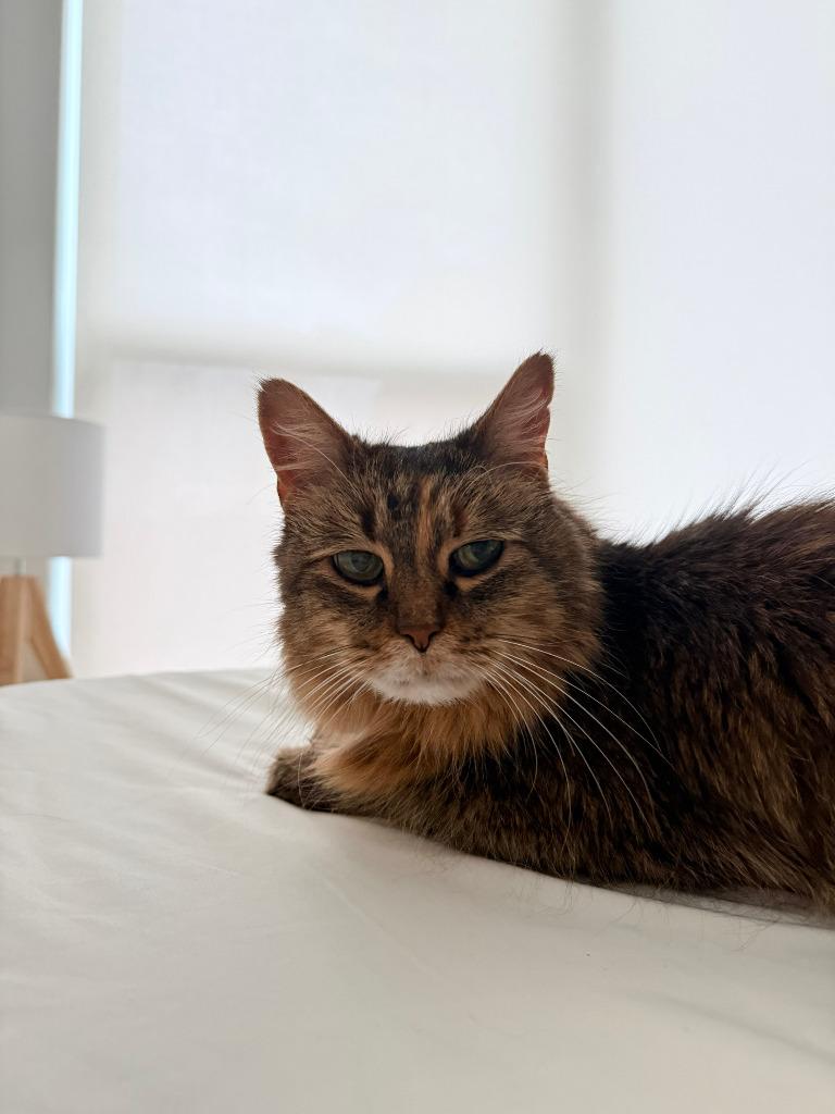Enlarge Misty, a Adoptable mixed breed in Minneapolis, MN image 3/3