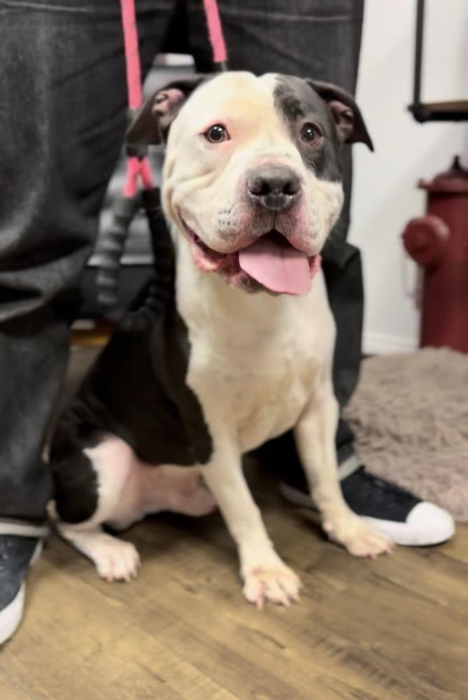 Enlarge Diesel, a Adoptable American Bulldog in ventura, CA image 1/1