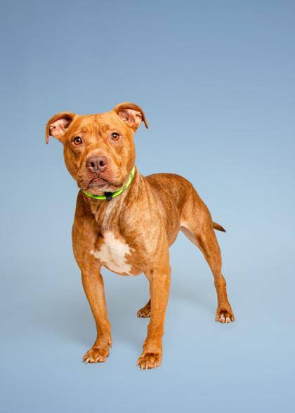 Scooter, Adoptable, Adult Male Mixed Breed & Mixed Breed.