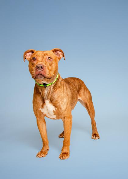 Scooter, a Adoptable mixed breed in Sevierville, TN image 2/3