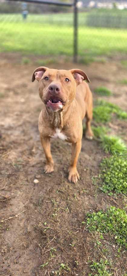 Scooter, a Adoptable mixed breed in Sevierville, TN image 3/3