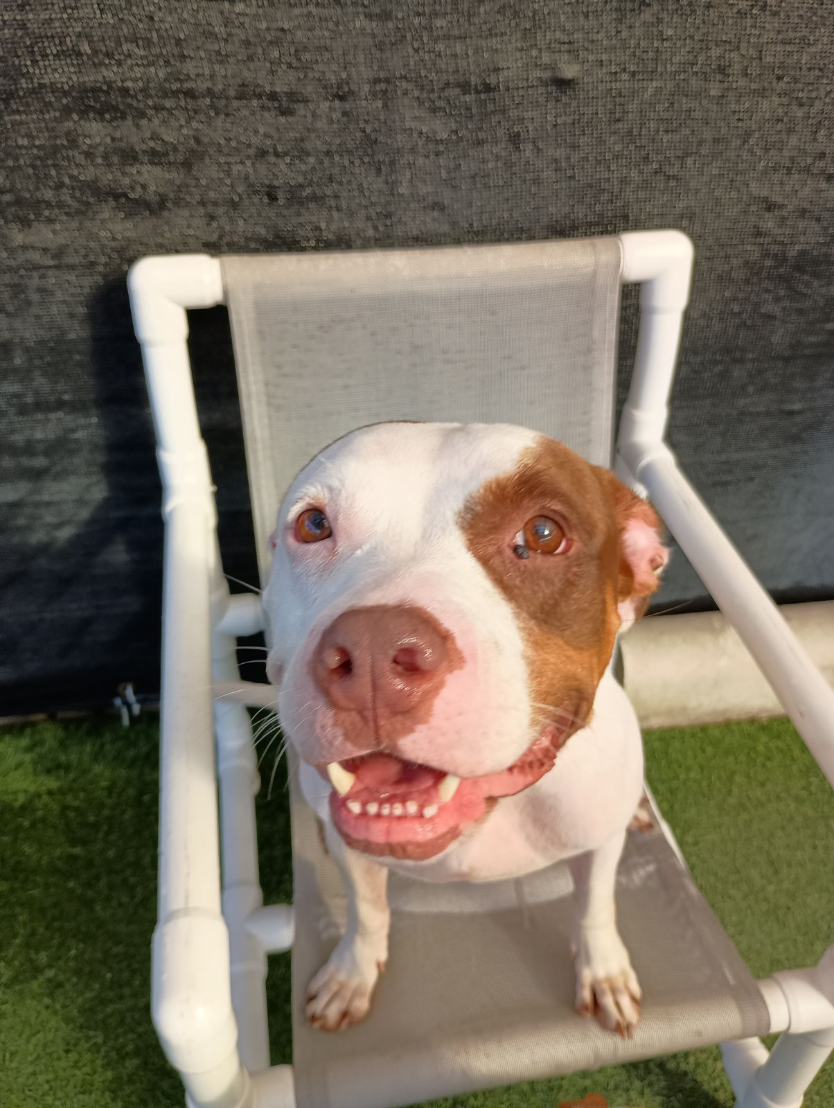 Enlarge Marsa, a Adopted American Staffordshire Terrier in Odessa, FL image 4/6