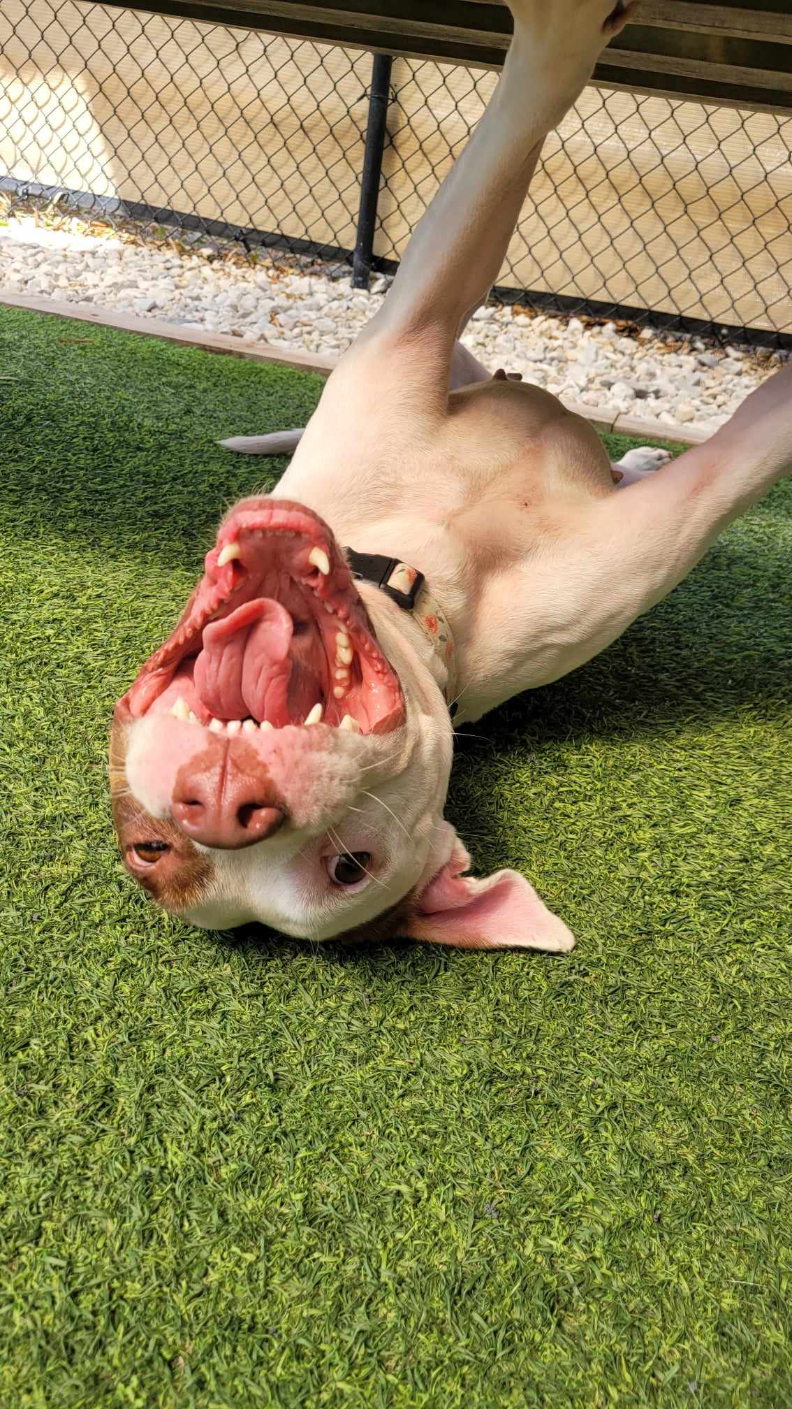 Enlarge Marsa, a Adopted American Staffordshire Terrier in Odessa, FL image 6/6