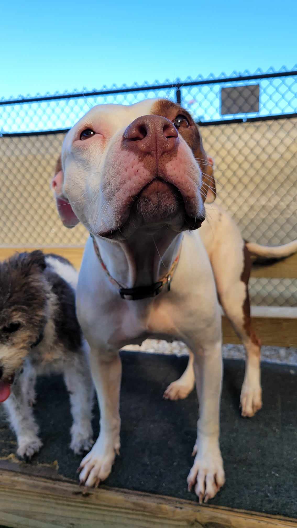 Enlarge Marsa, a Adopted American Staffordshire Terrier in Odessa, FL image 1/6