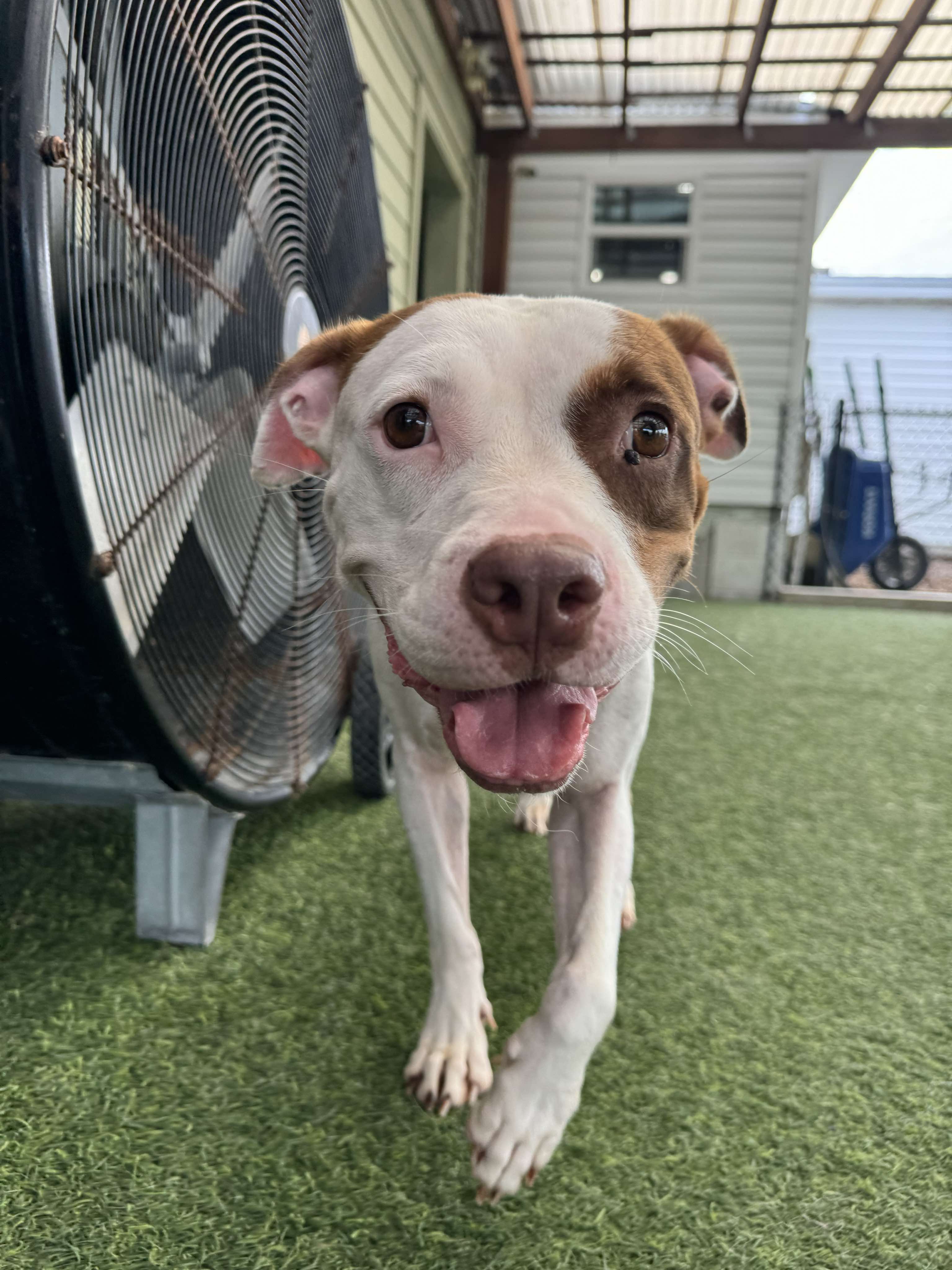 Enlarge Marsa, a Adopted American Staffordshire Terrier in Odessa, FL image 3/6