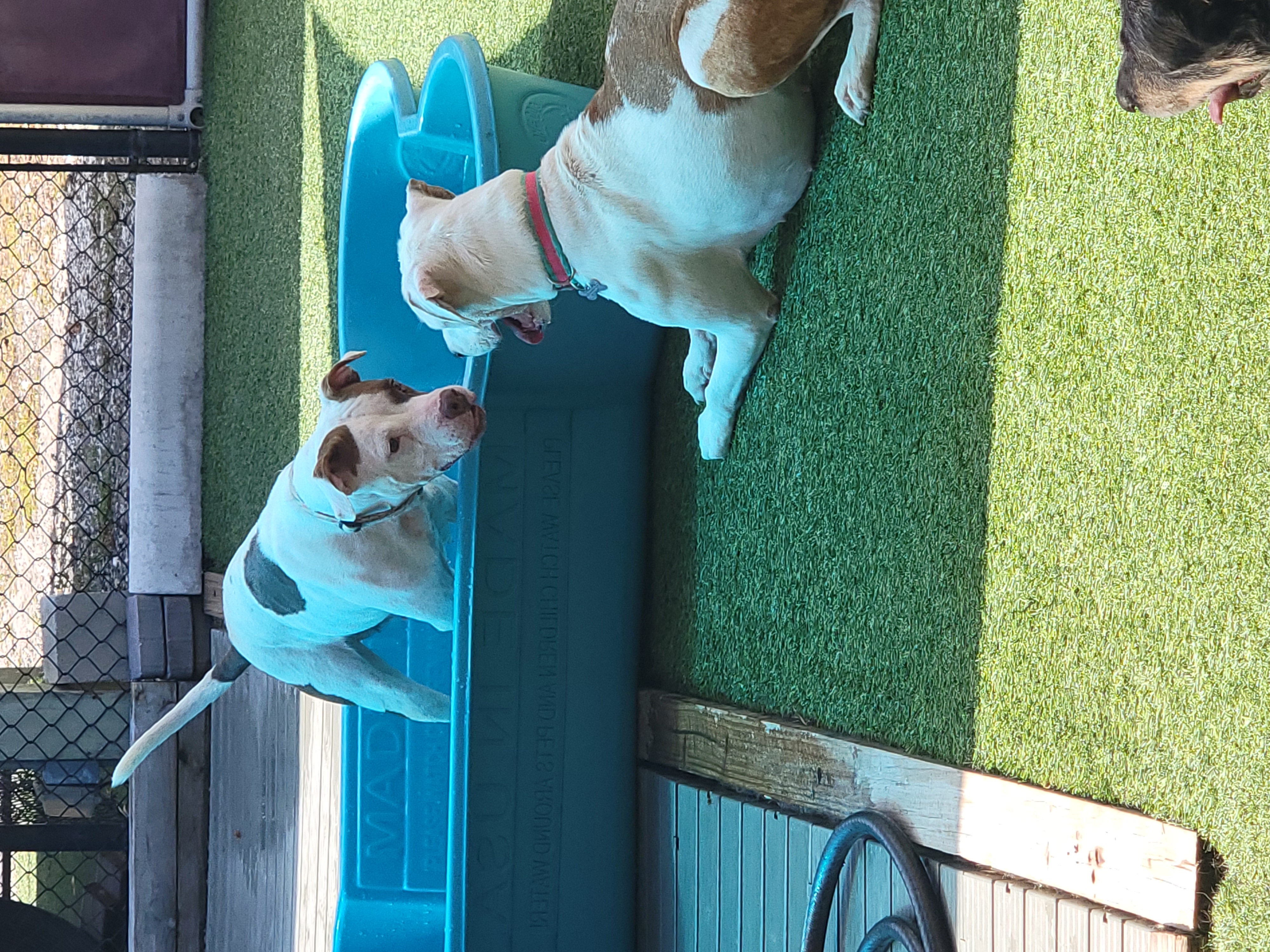 Enlarge Marsa, a Adopted American Staffordshire Terrier in Odessa, FL image 5/6