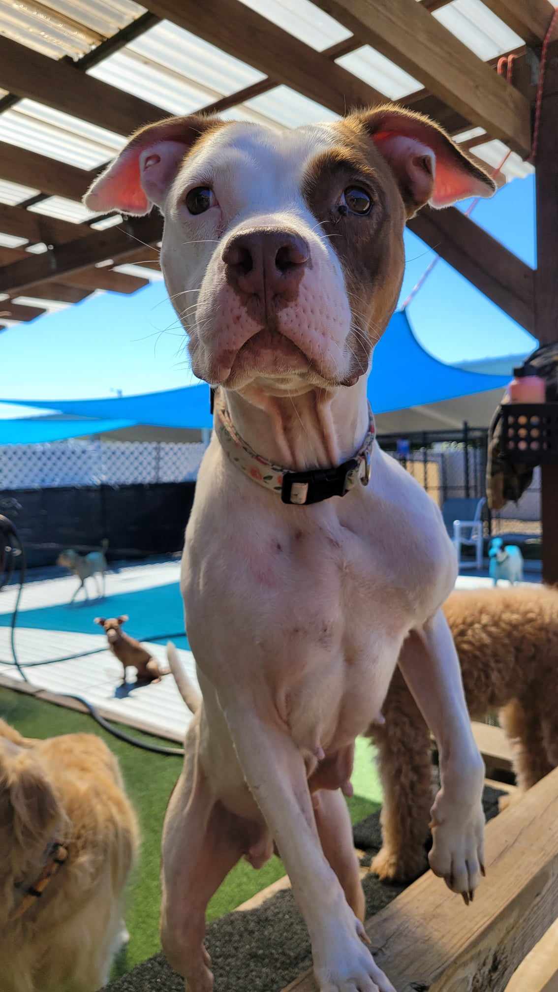 Marsa, Adopted, Adult Female American Staffordshire Terrier.