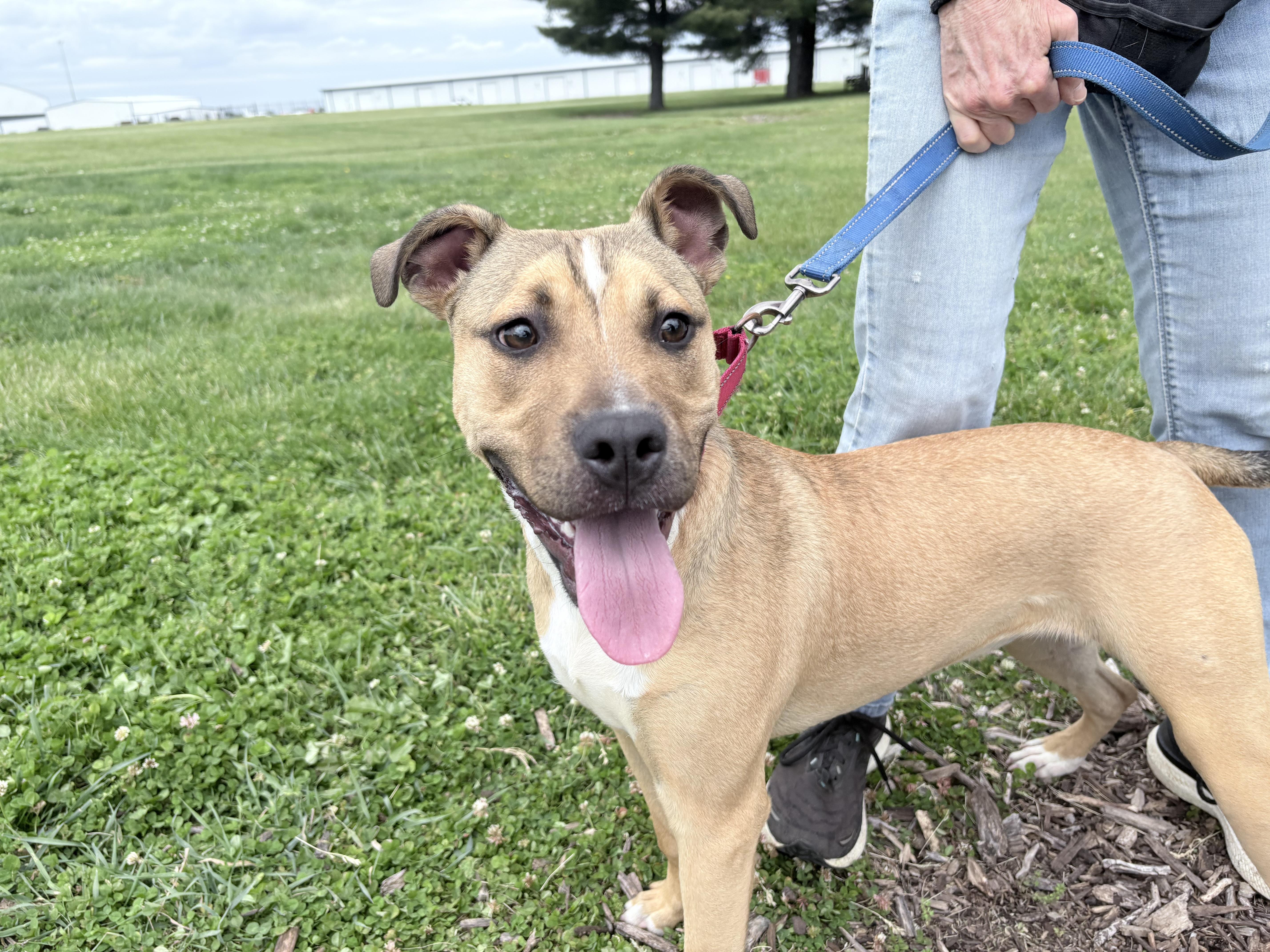 Bunny, a ADOPTABLE mixed breed in Columbus, IN image 2/3