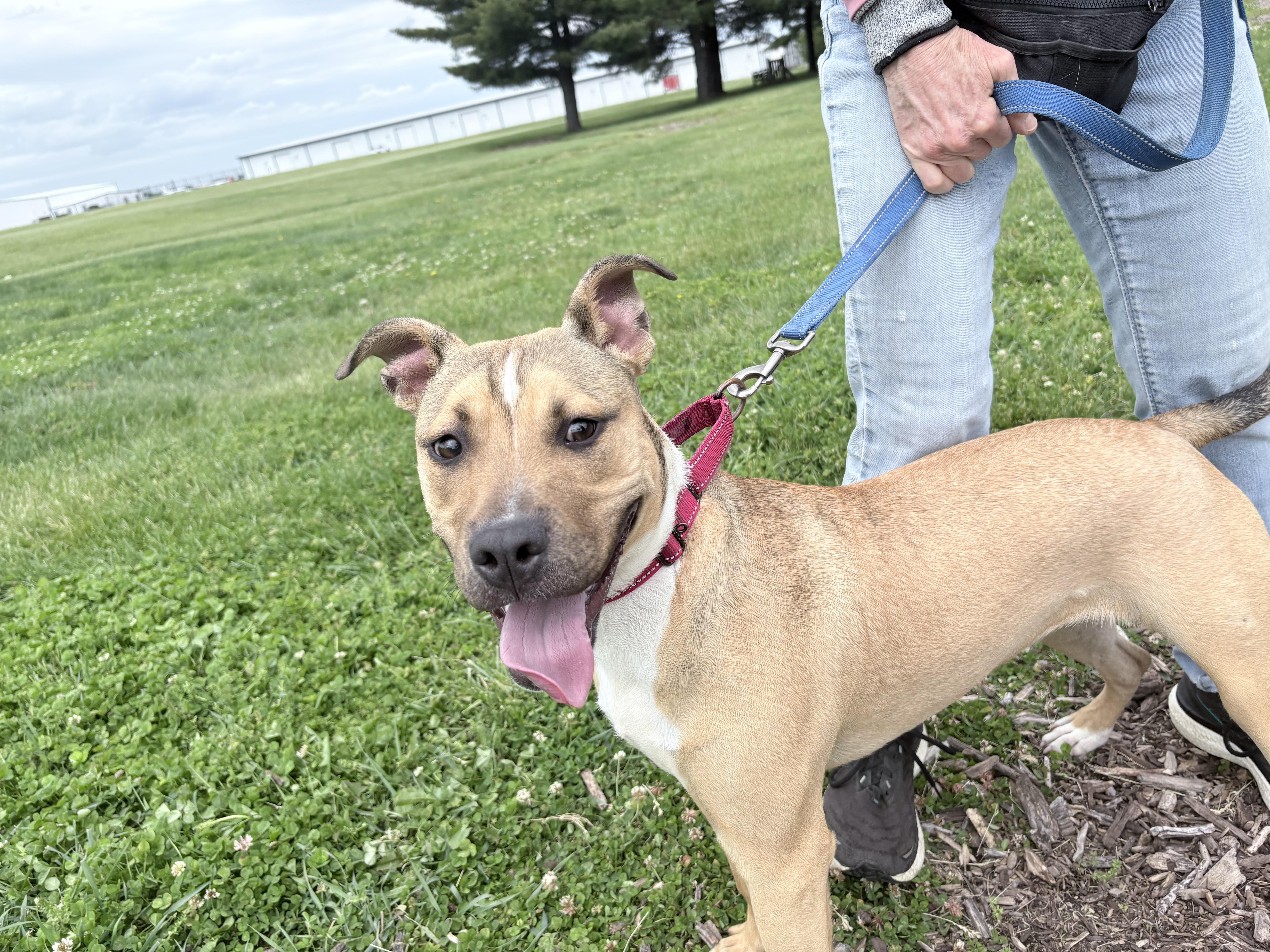 Bunny, a ADOPTABLE mixed breed in Columbus, IN image 3/3