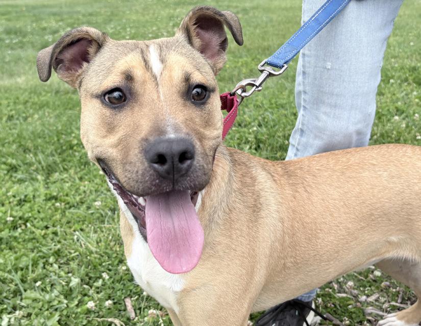 Bunny, a ADOPTABLE mixed breed in Columbus, IN image 1/3