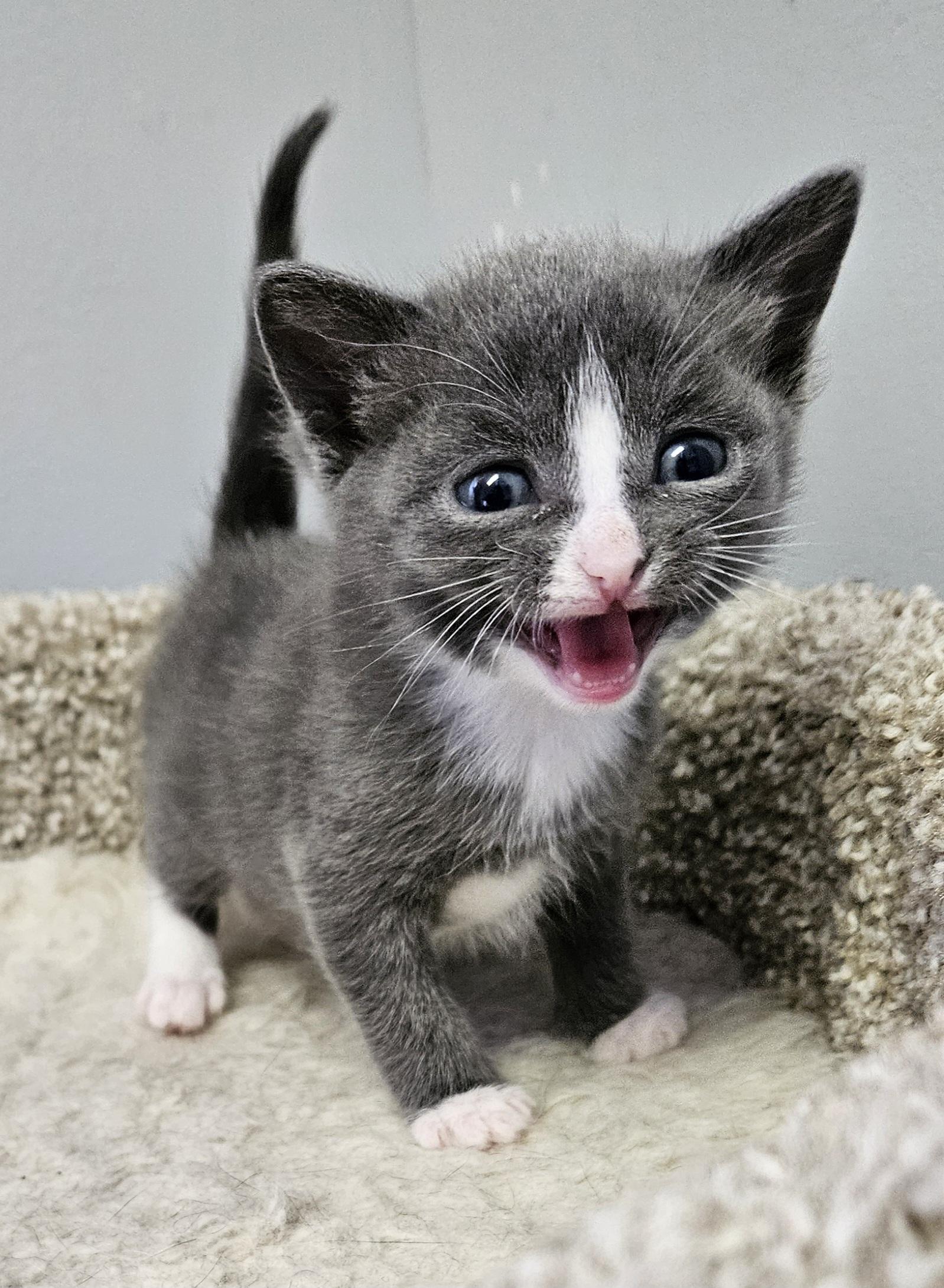 Enlarge Nala, an adopted Domestic Short Hair in Brockport, NY image 4/6