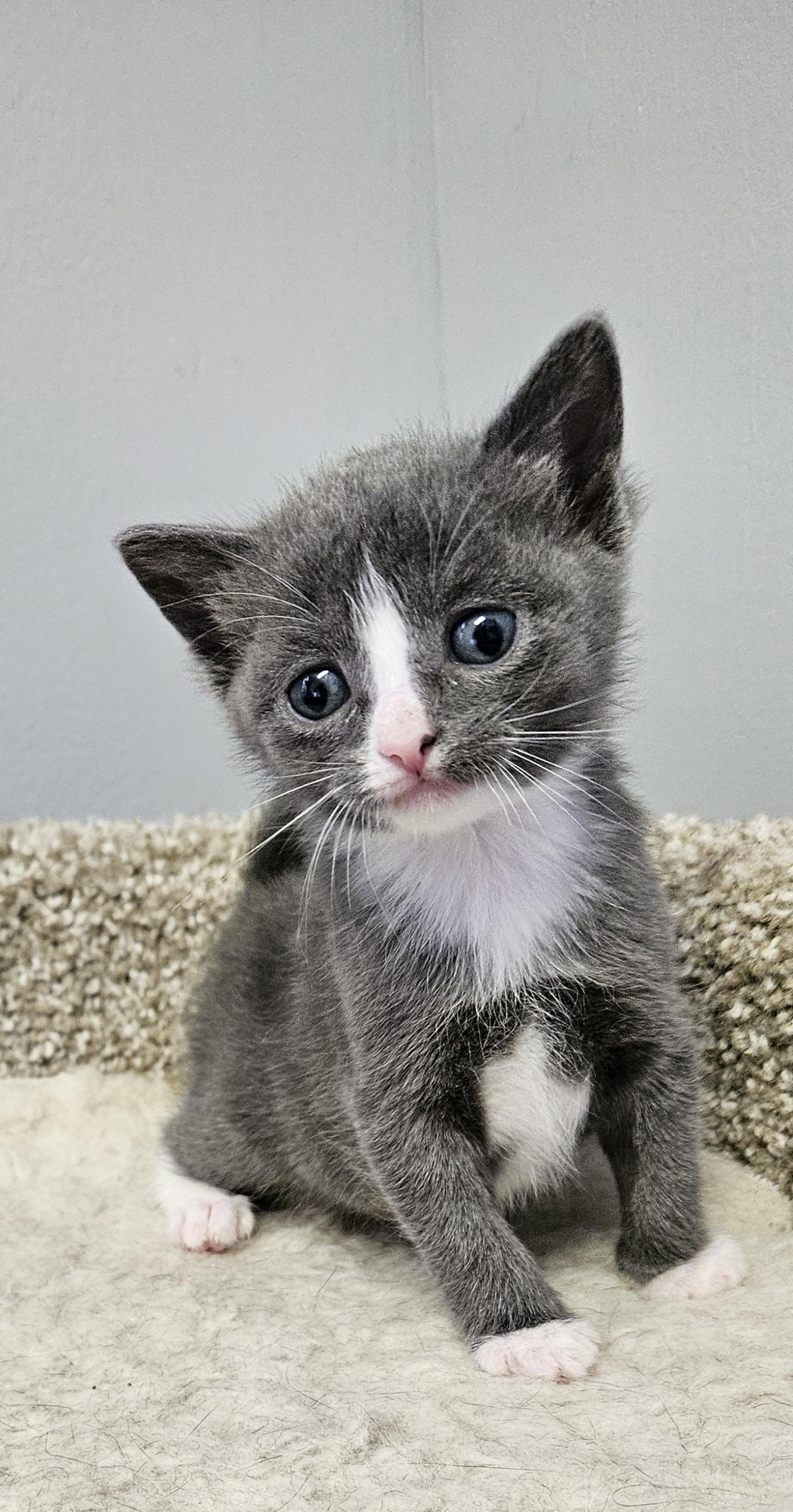 Enlarge Nala, an adopted Domestic Short Hair in Brockport, NY image 2/6