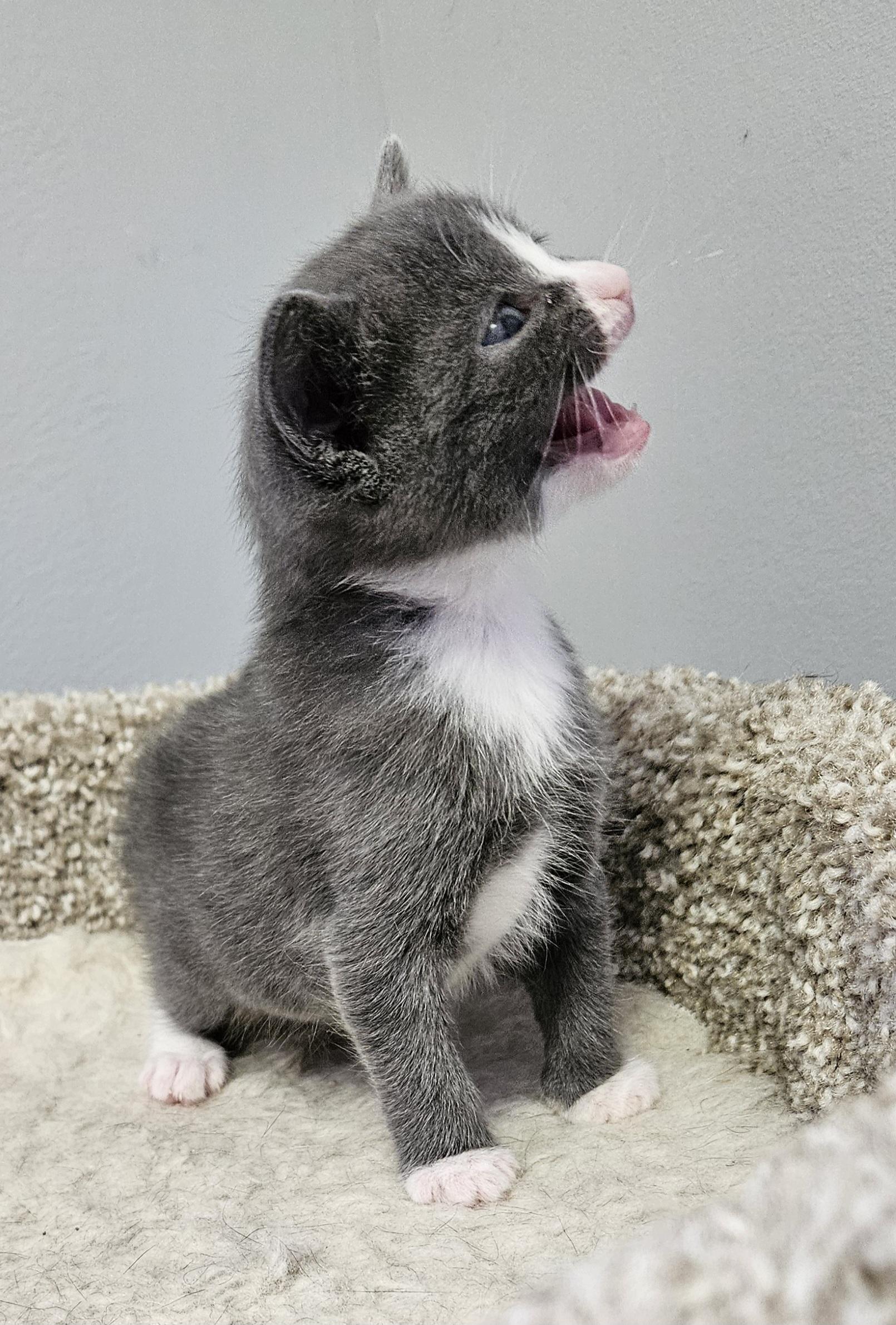 Enlarge Nala, an adopted Domestic Short Hair in Brockport, NY image 3/6