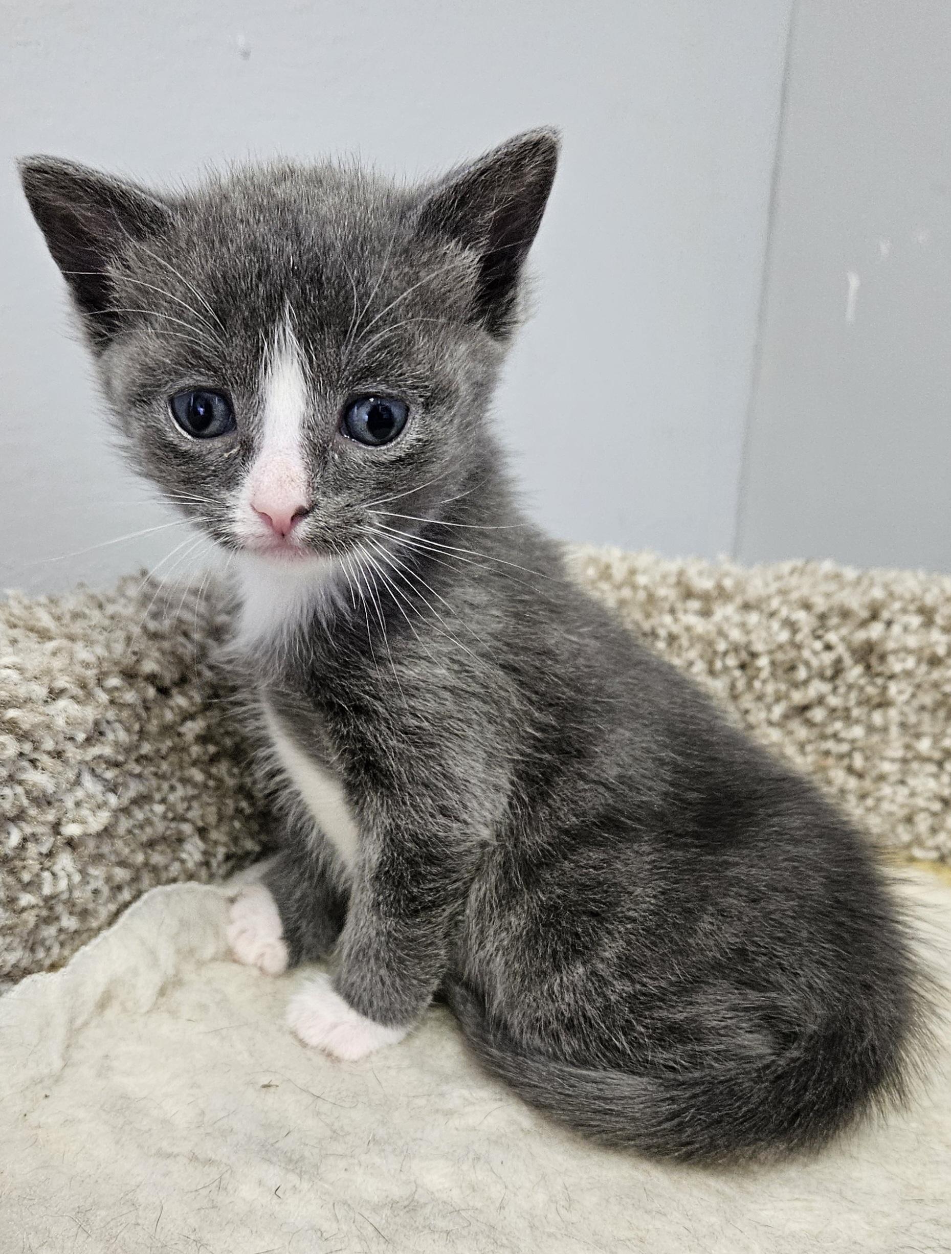 Enlarge Nala, an adopted Domestic Short Hair in Brockport, NY image 6/6