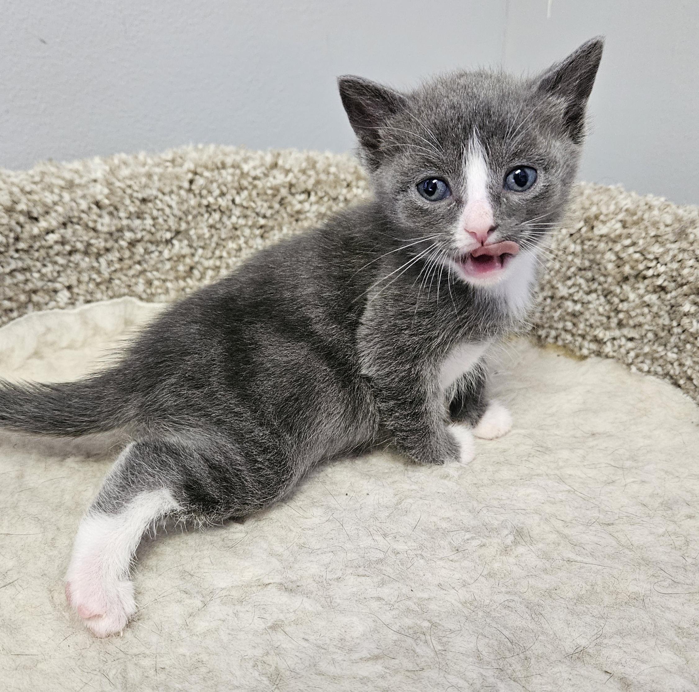 Enlarge Nala, an adopted Domestic Short Hair in Brockport, NY image 5/6