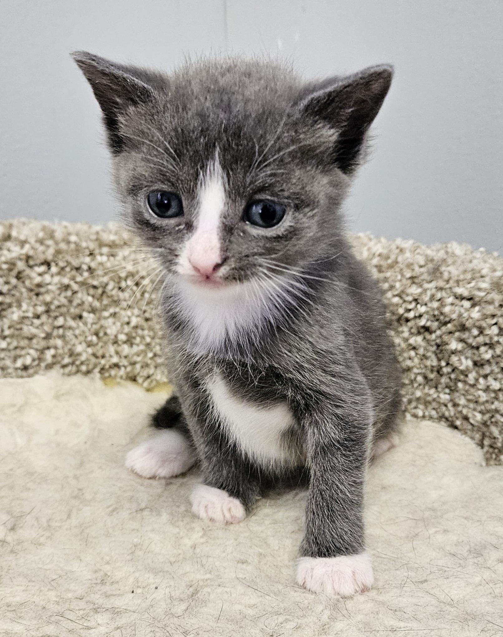 Nala, adopted, Kitten Female Domestic Short Hair.