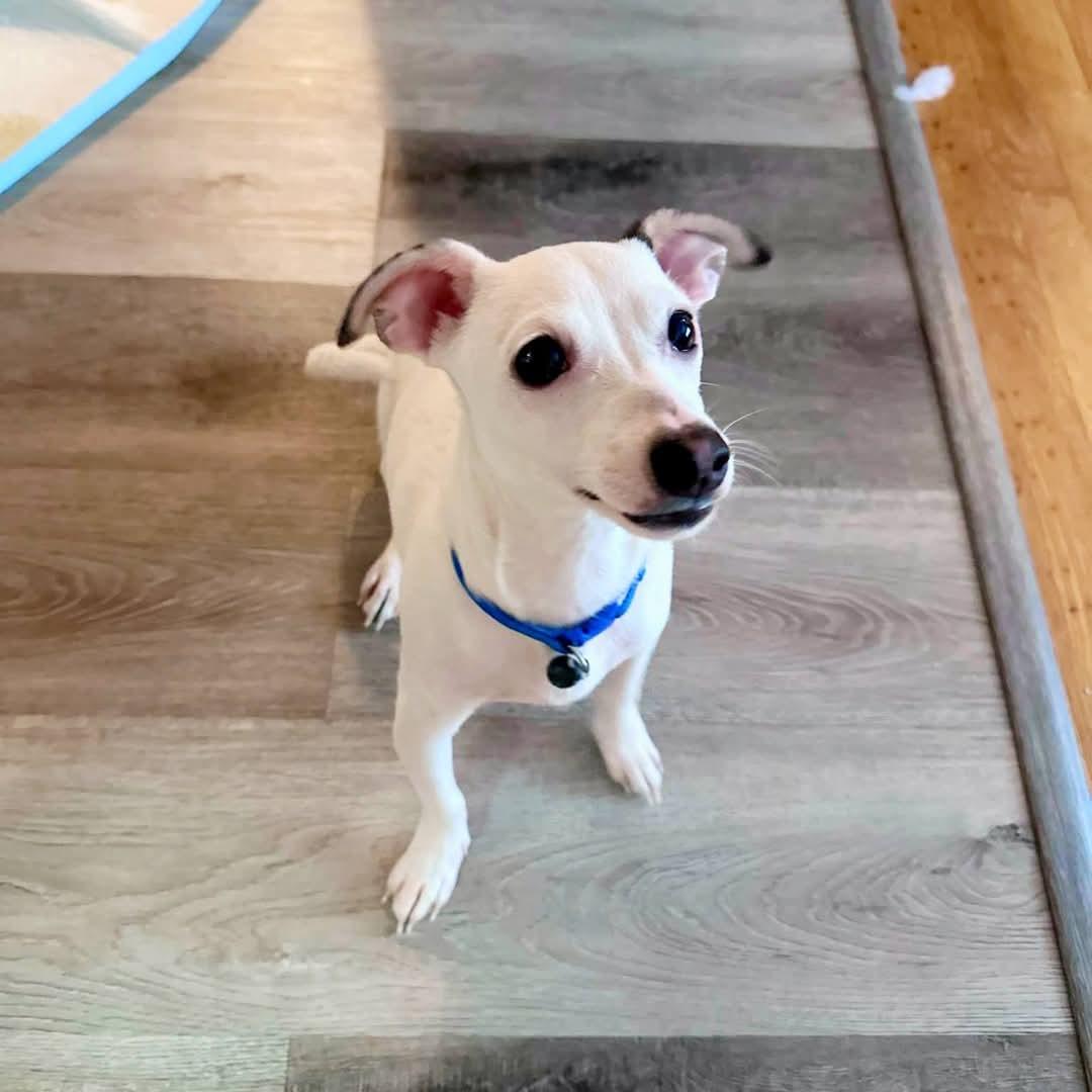 Enlarge Levi, a Adopted mixed breed in Ferndale, MI image 4/6