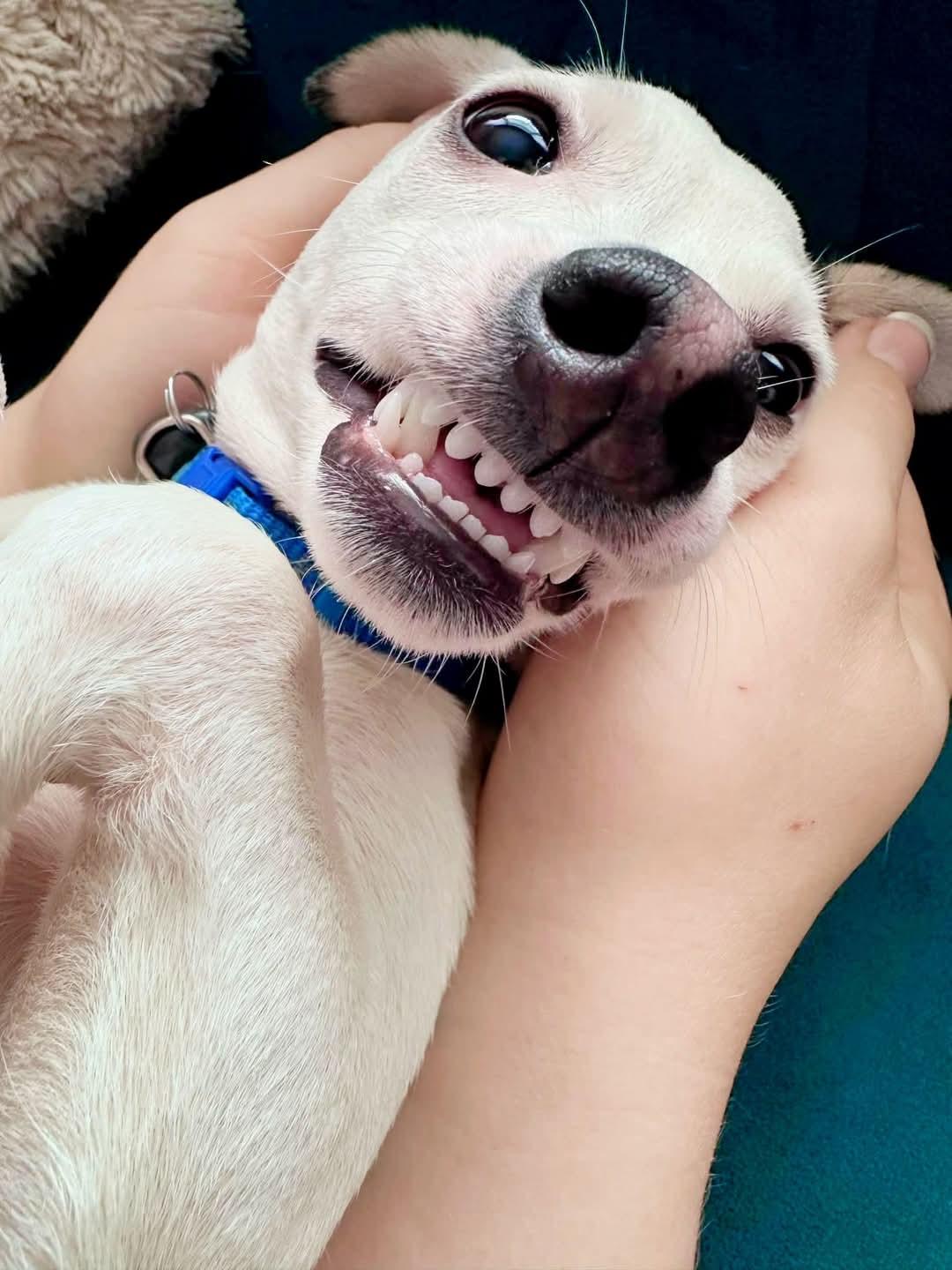 Enlarge Levi, a Adopted mixed breed in Ferndale, MI image 3/6