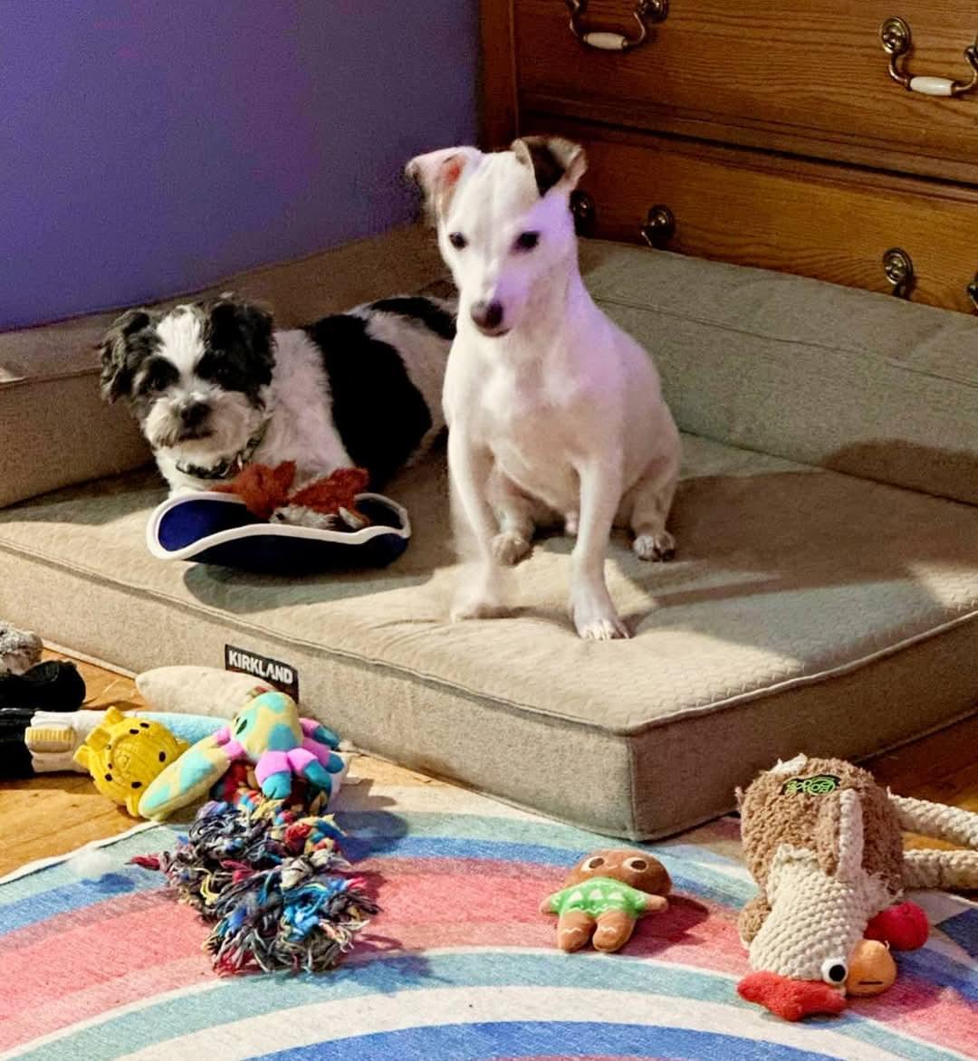 Enlarge Levi, a Adopted mixed breed in Ferndale, MI image 5/6