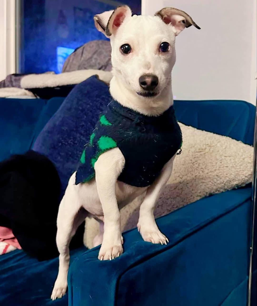 Enlarge Levi, a Adopted mixed breed in Ferndale, MI image 2/6