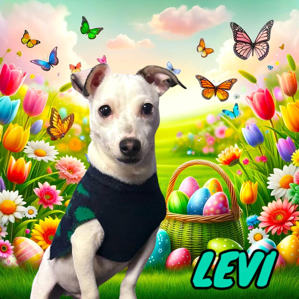 Enlarge Levi, a Adopted mixed breed in Ferndale, MI image 1/6