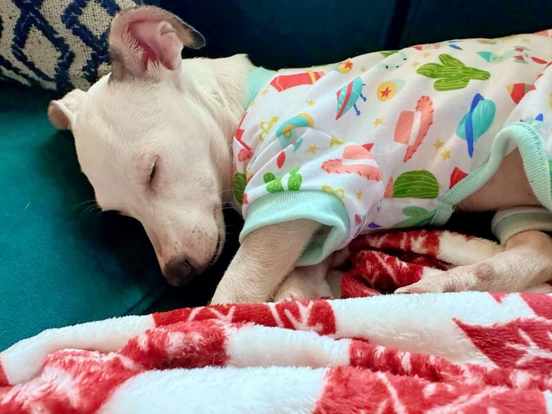 Enlarge Levi, a Adopted mixed breed in Ferndale, MI image 6/6