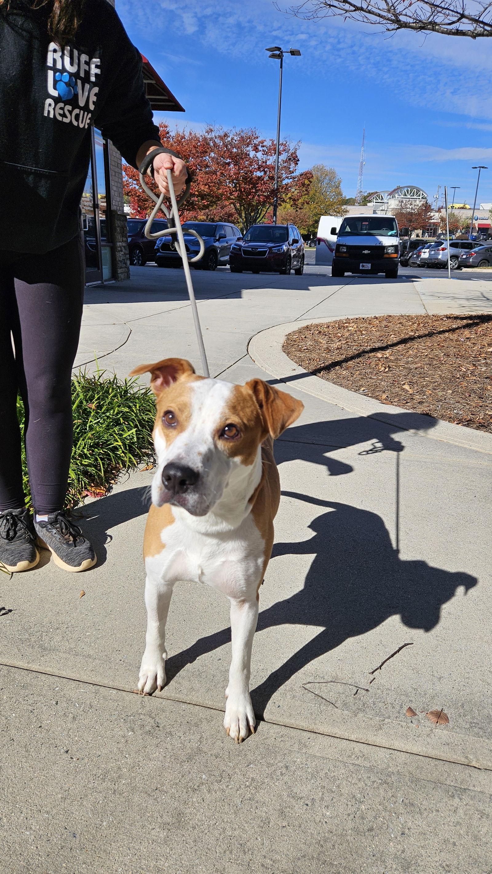 Enlarge Dante, a Adoptable Boxer in Thomasville, NC image 1/1