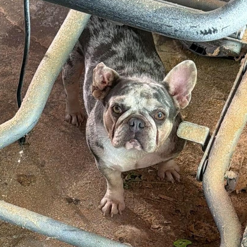 Betty White, a Adoptable French Bulldog in Spencerport, NY image 2/6
