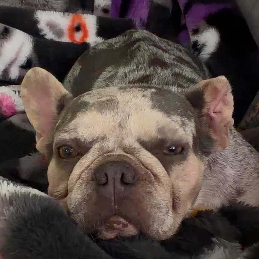 Betty White, a Adoptable French Bulldog in Spencerport, NY image 6/6