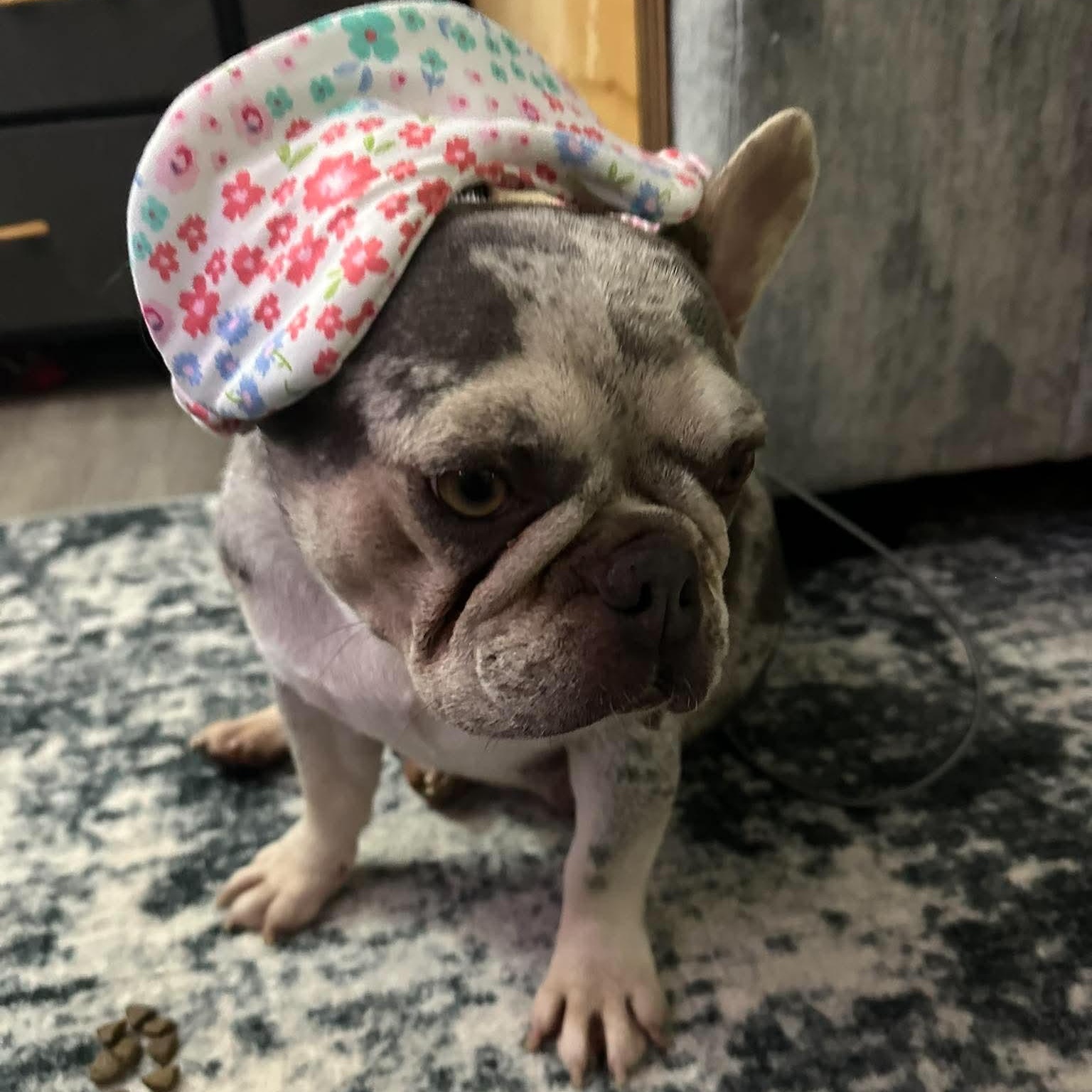 Betty White, a Adoptable French Bulldog in Spencerport, NY image 5/6