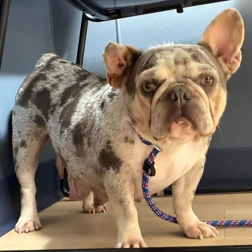 Betty White, Adoptable, Adult Female French Bulldog.