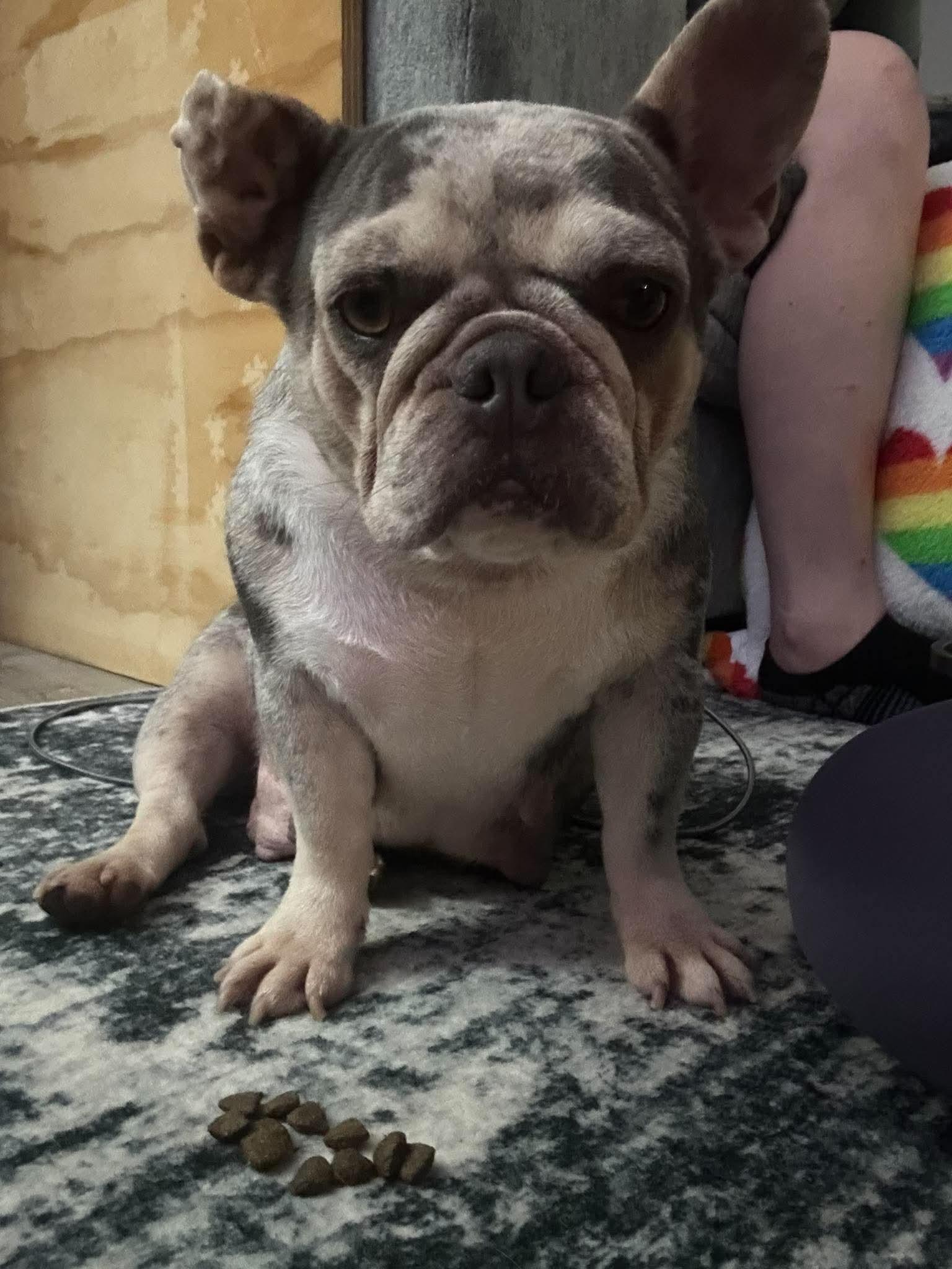Betty White, a Adoptable French Bulldog in Spencerport, NY image 4/6