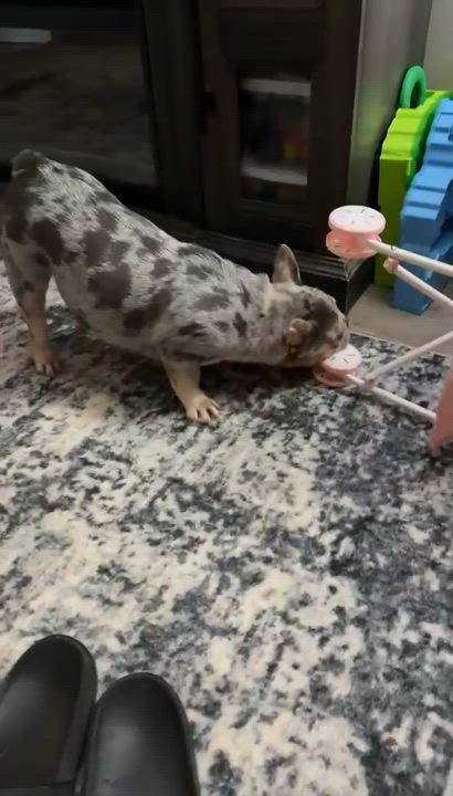 Enlarge Betty White, a Adoptable French Bulldog in Spencerport, NY video 3/6