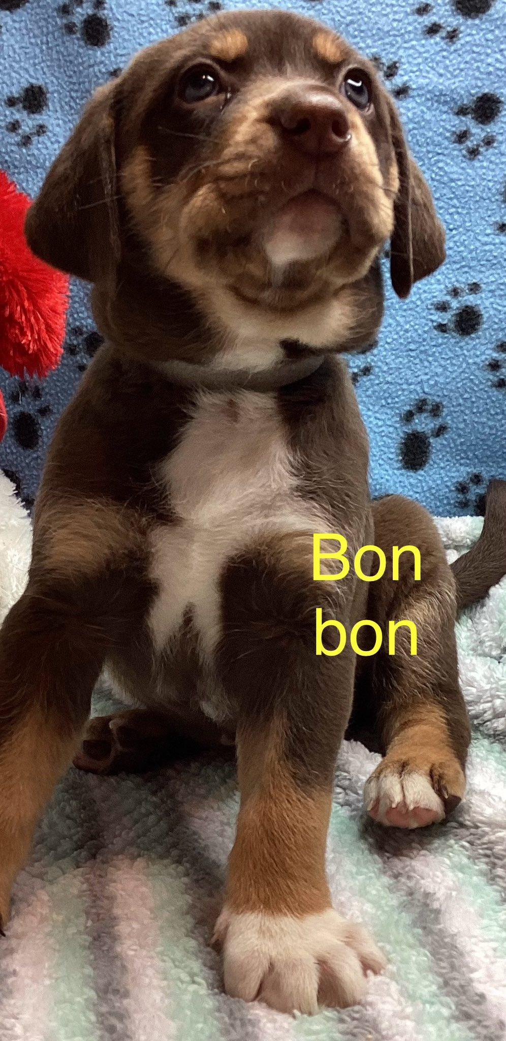 Bon Bon — thumbnail 2