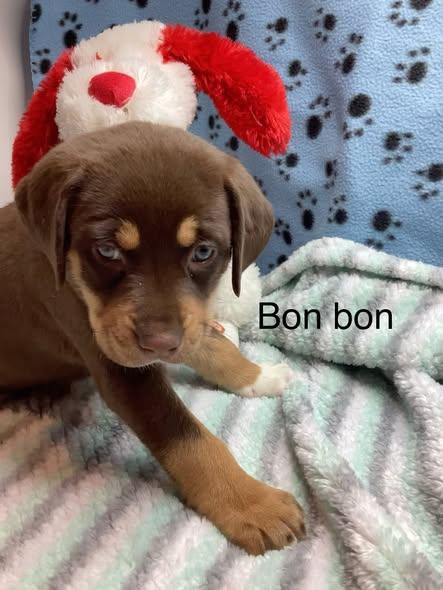 Bon Bon — thumbnail 3