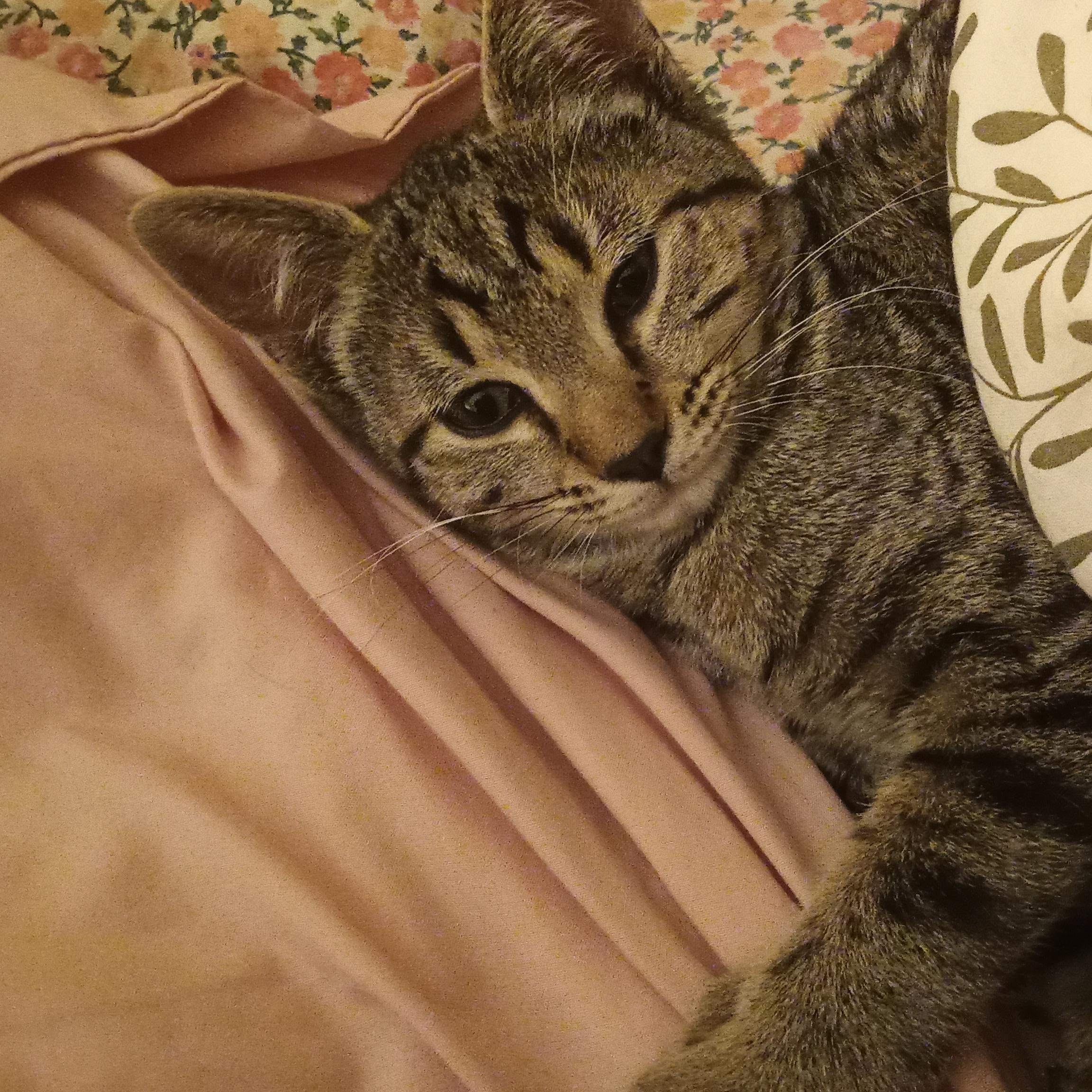 Enlarge Moosetracks, a ADOPTABLE Tabby in Muncie, IN image 1/1