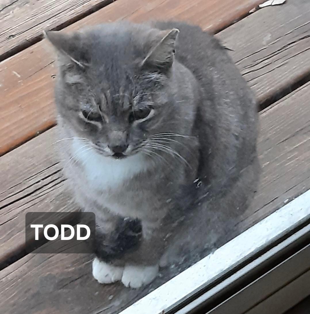 Todd, ADOPTABLE, Adult Male Domestic Short Hair.