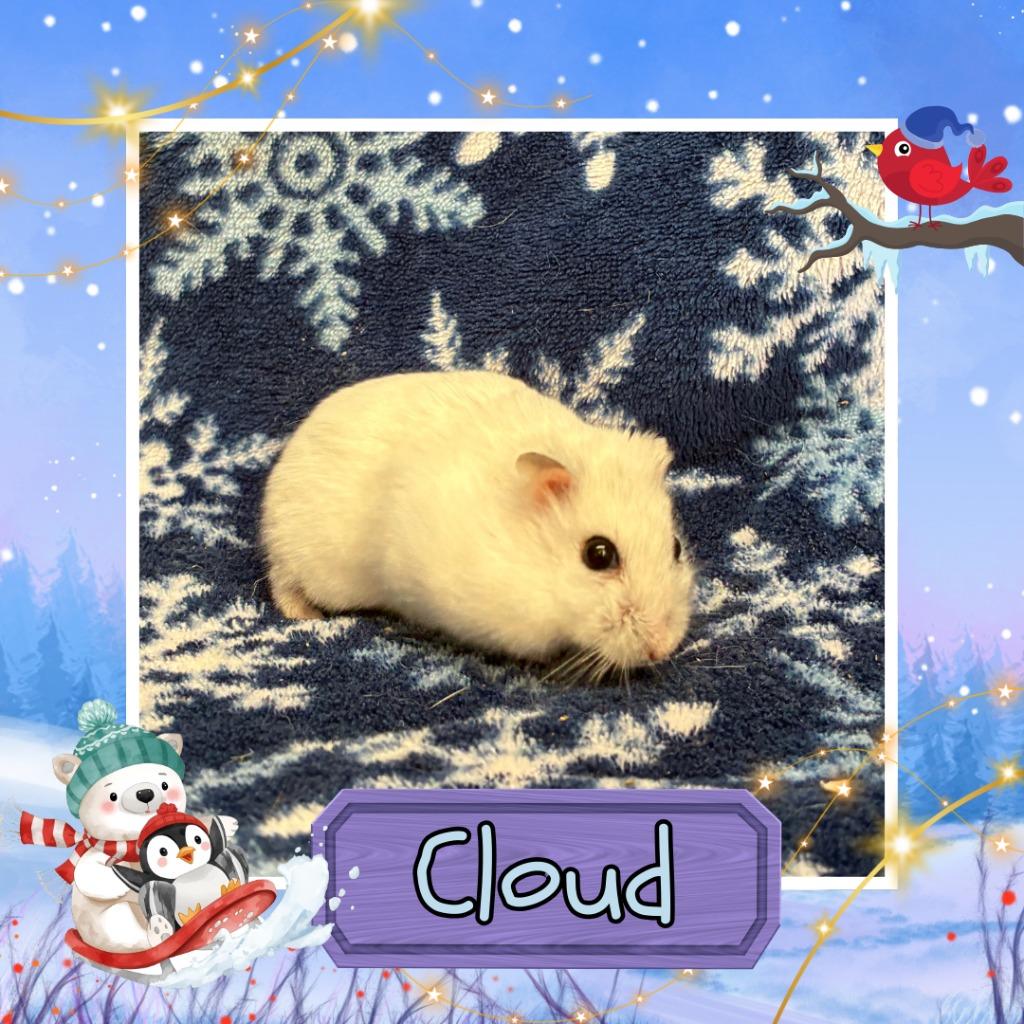 Cloud, Adoptable, Young Female Hamster.