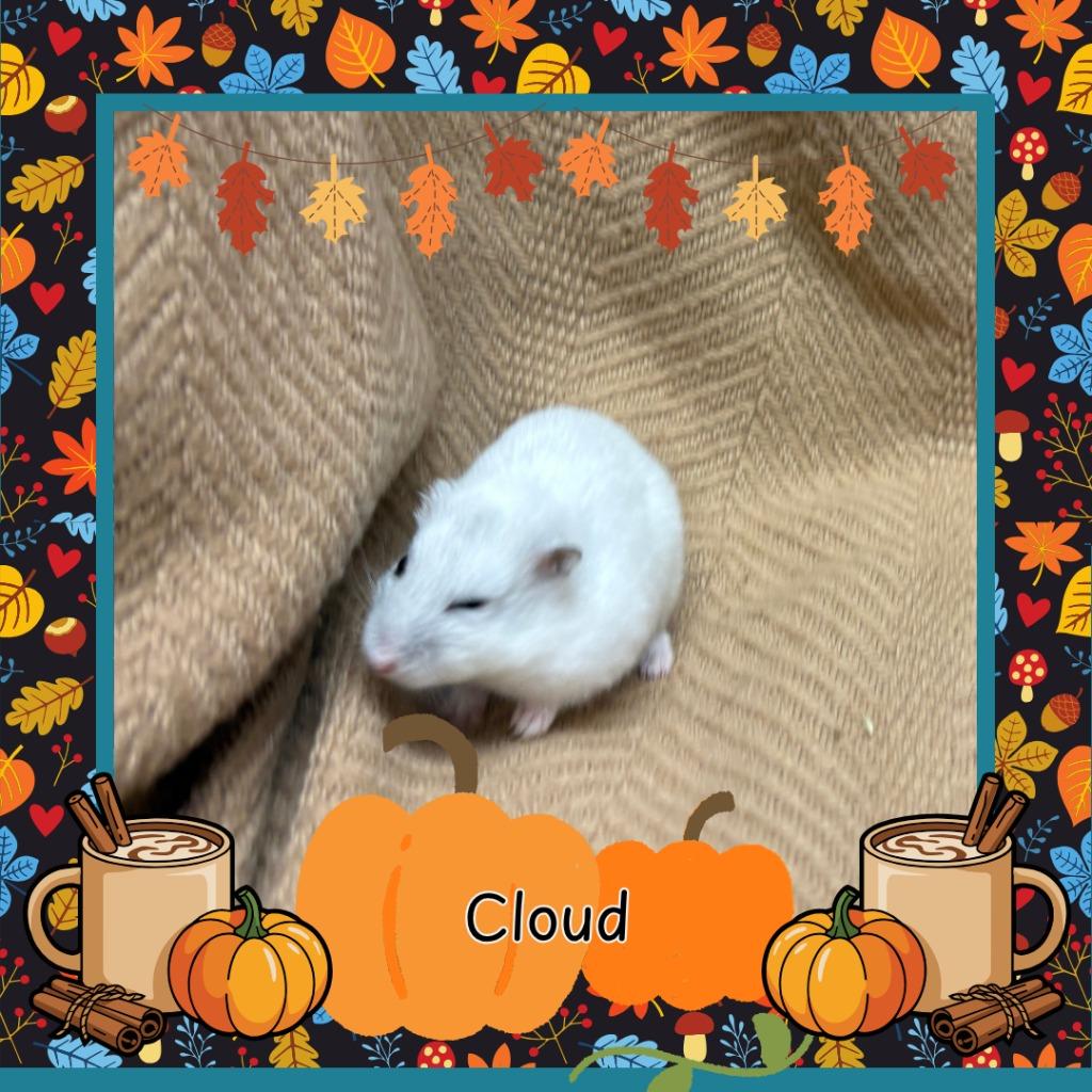 Cloud, a Adoptable Hamster in Elizabethtown, KY image 2/6