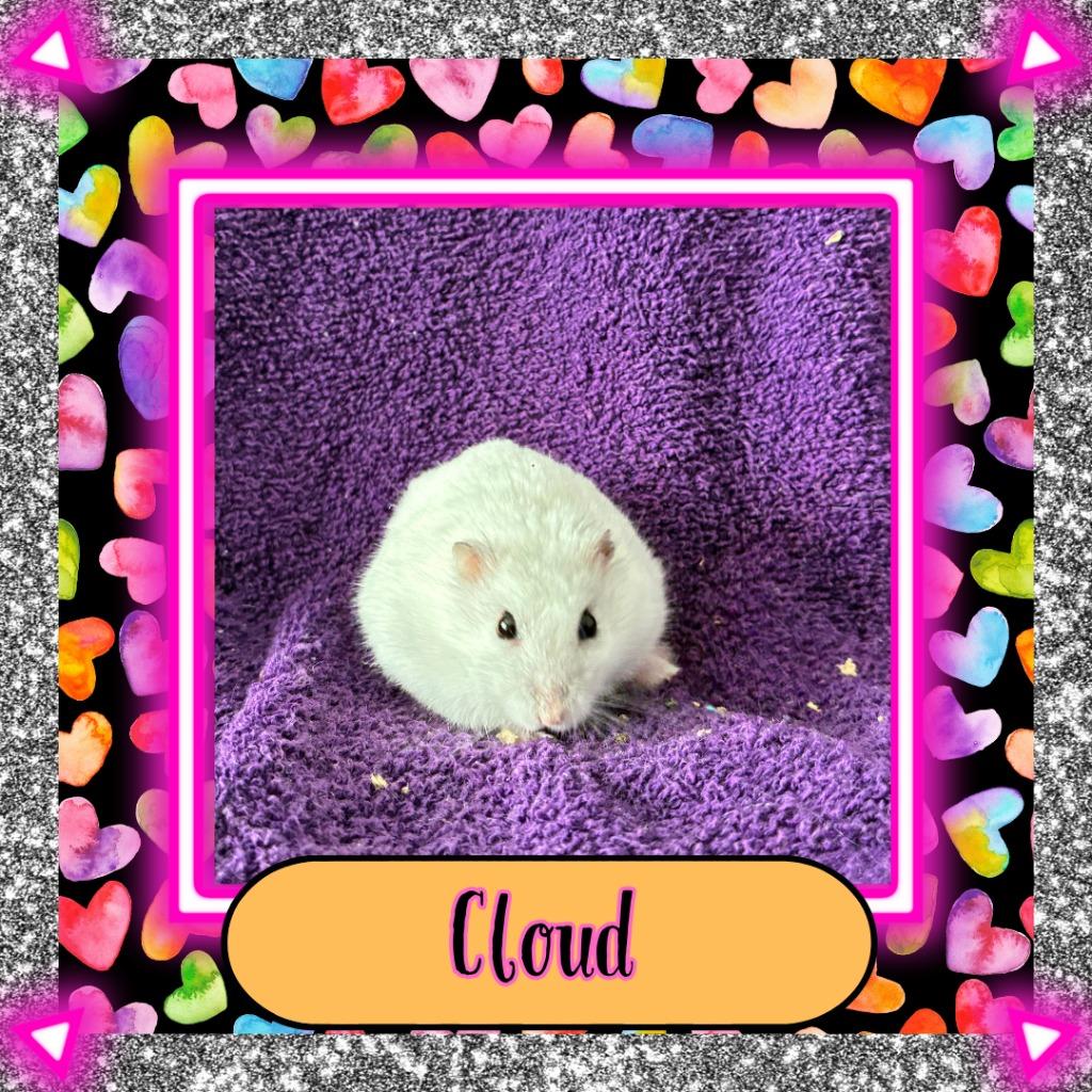 Cloud, a Adoptable Hamster in Elizabethtown, KY image 3/6