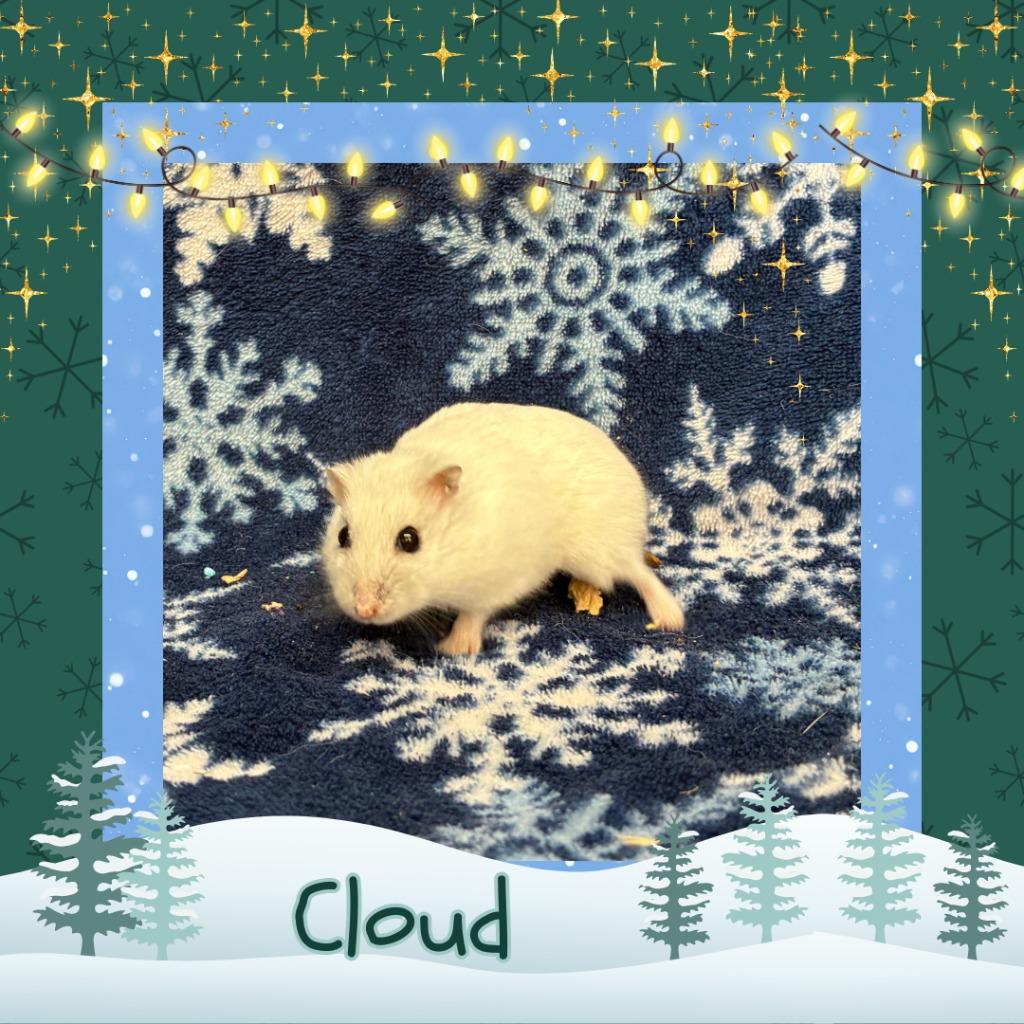 Cloud, a Adoptable Hamster in Elizabethtown, KY image 5/6