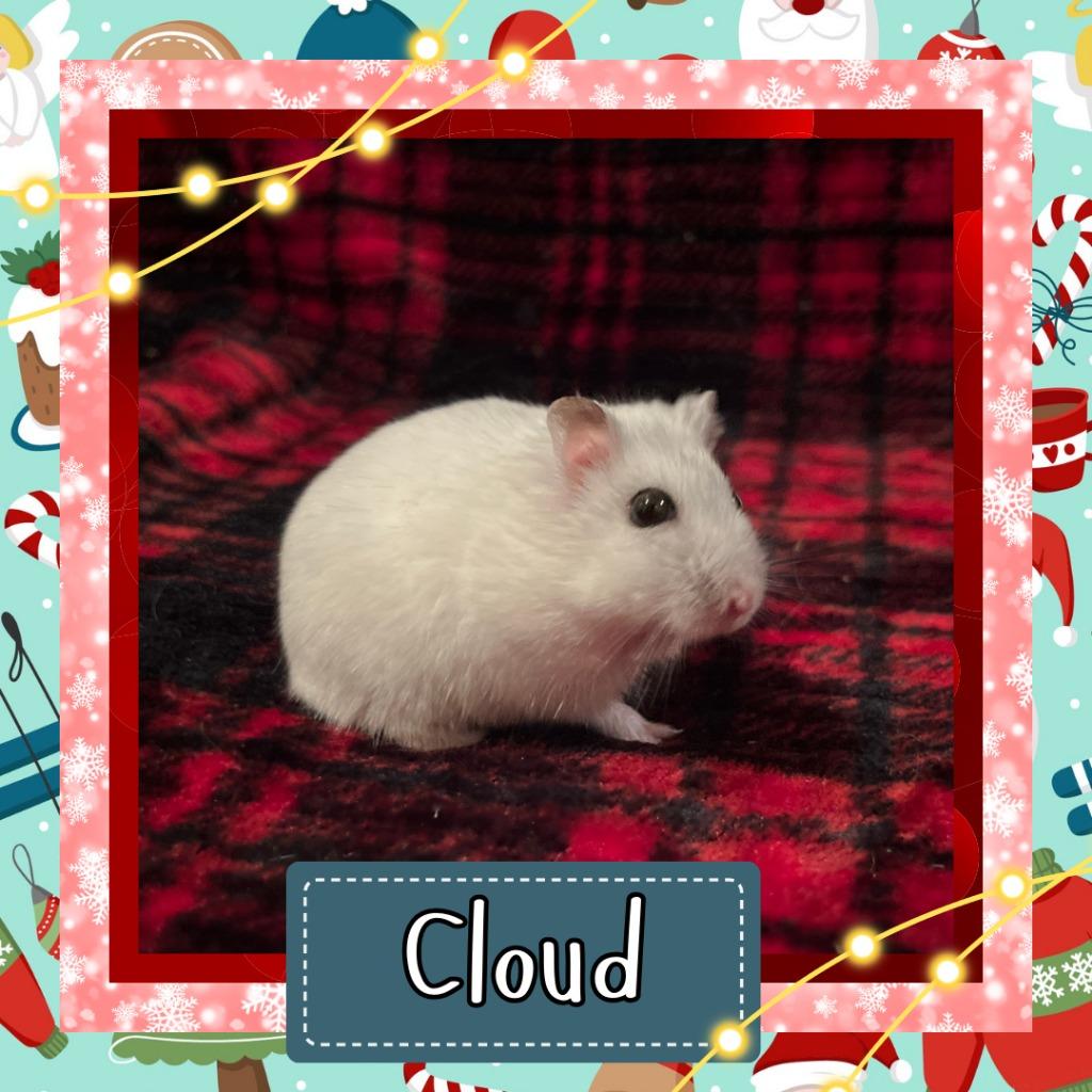 Cloud, a Adoptable Hamster in Elizabethtown, KY image 6/6