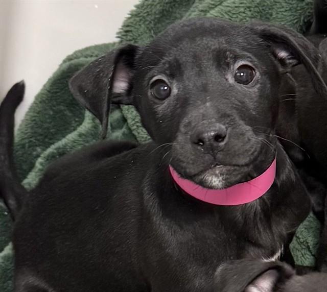 Enlarge AUGGIE, a Adoptable mixed breed in Colorado Springs, CO image 1/1