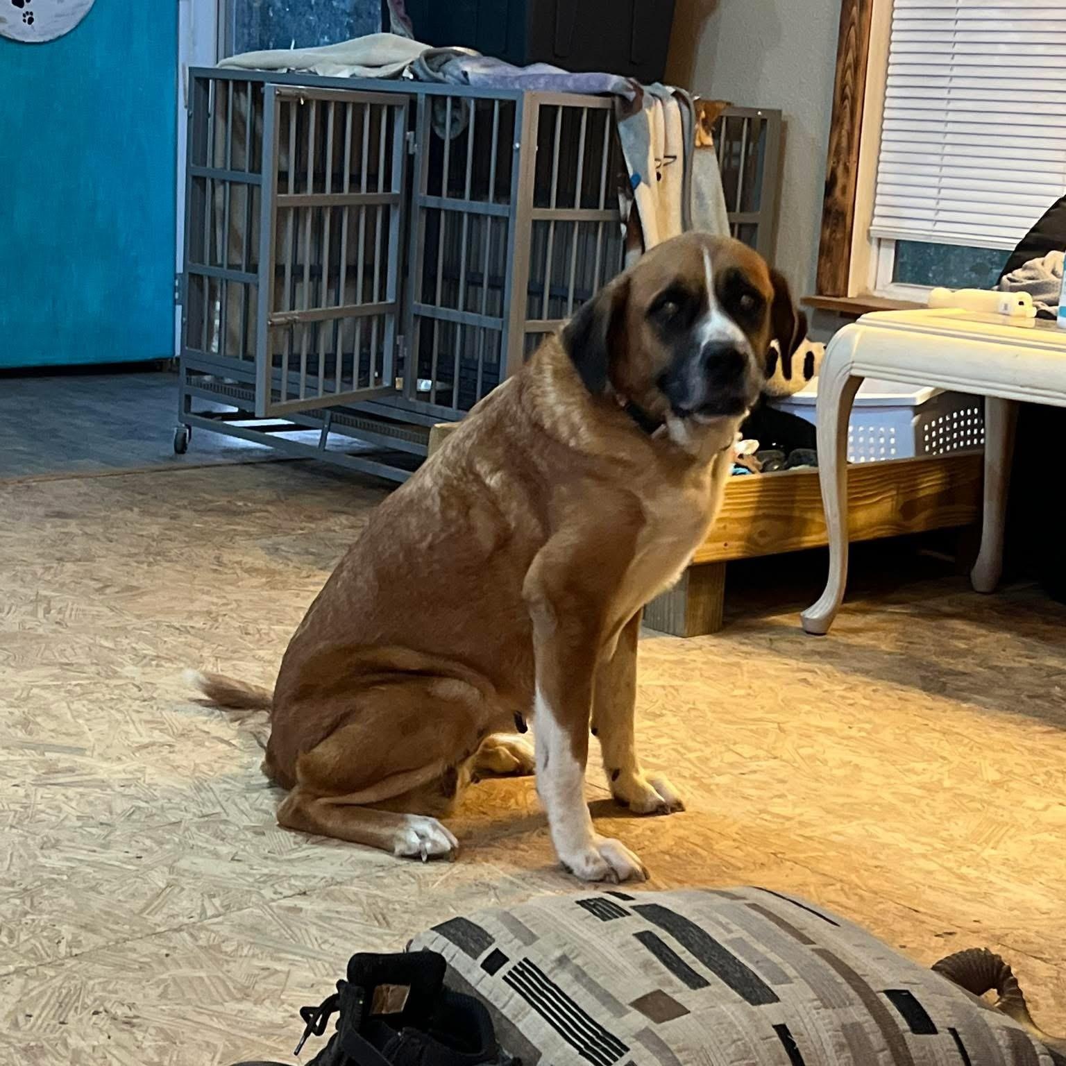 Enlarge Mama, a Adoptable mixed breed in Brewton, AL image 5/5