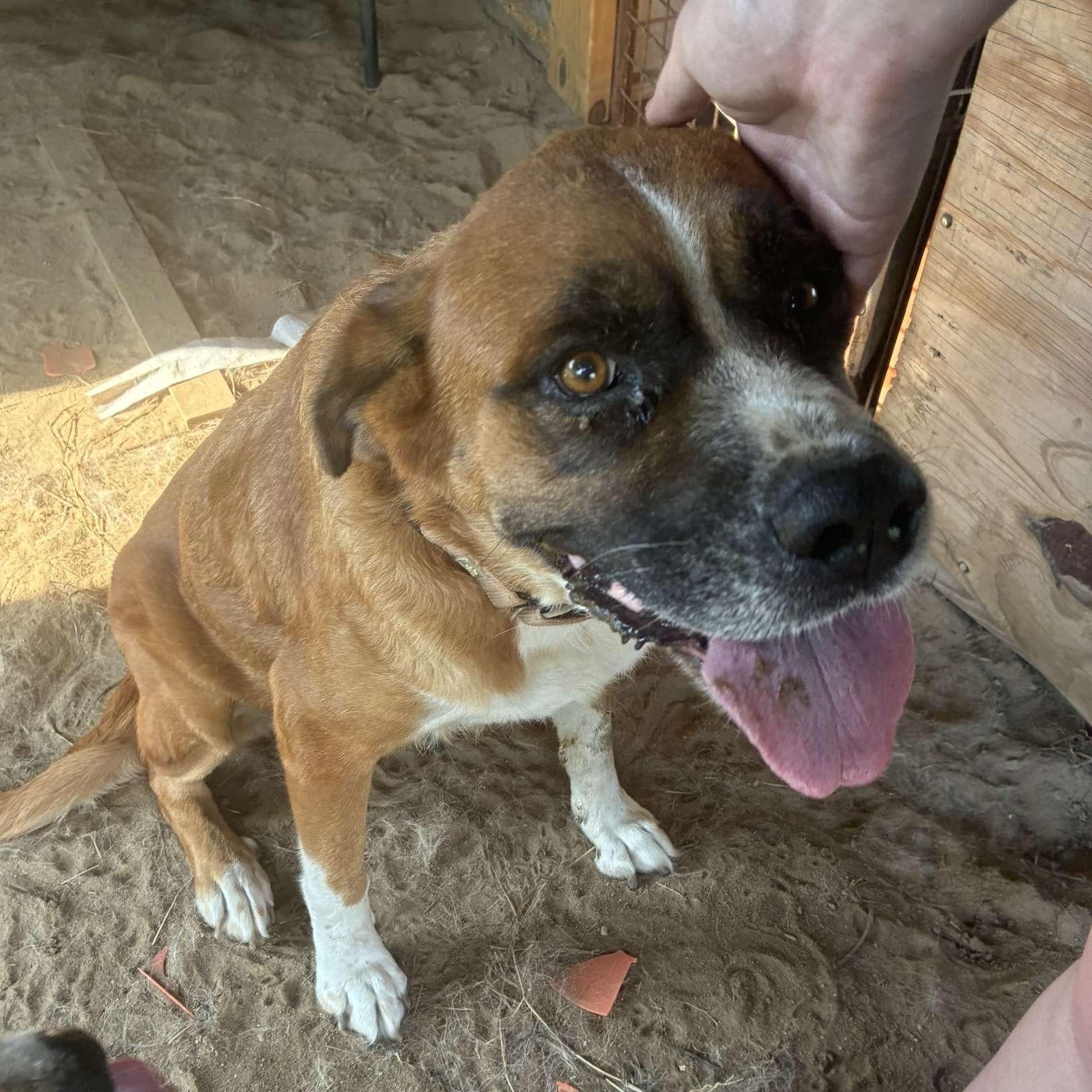 Enlarge Mama, a Adoptable mixed breed in Brewton, AL image 2/5