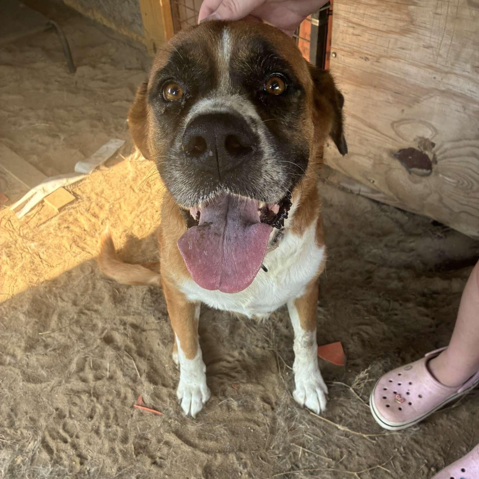 Enlarge Mama, a Adoptable mixed breed in Brewton, AL image 3/5