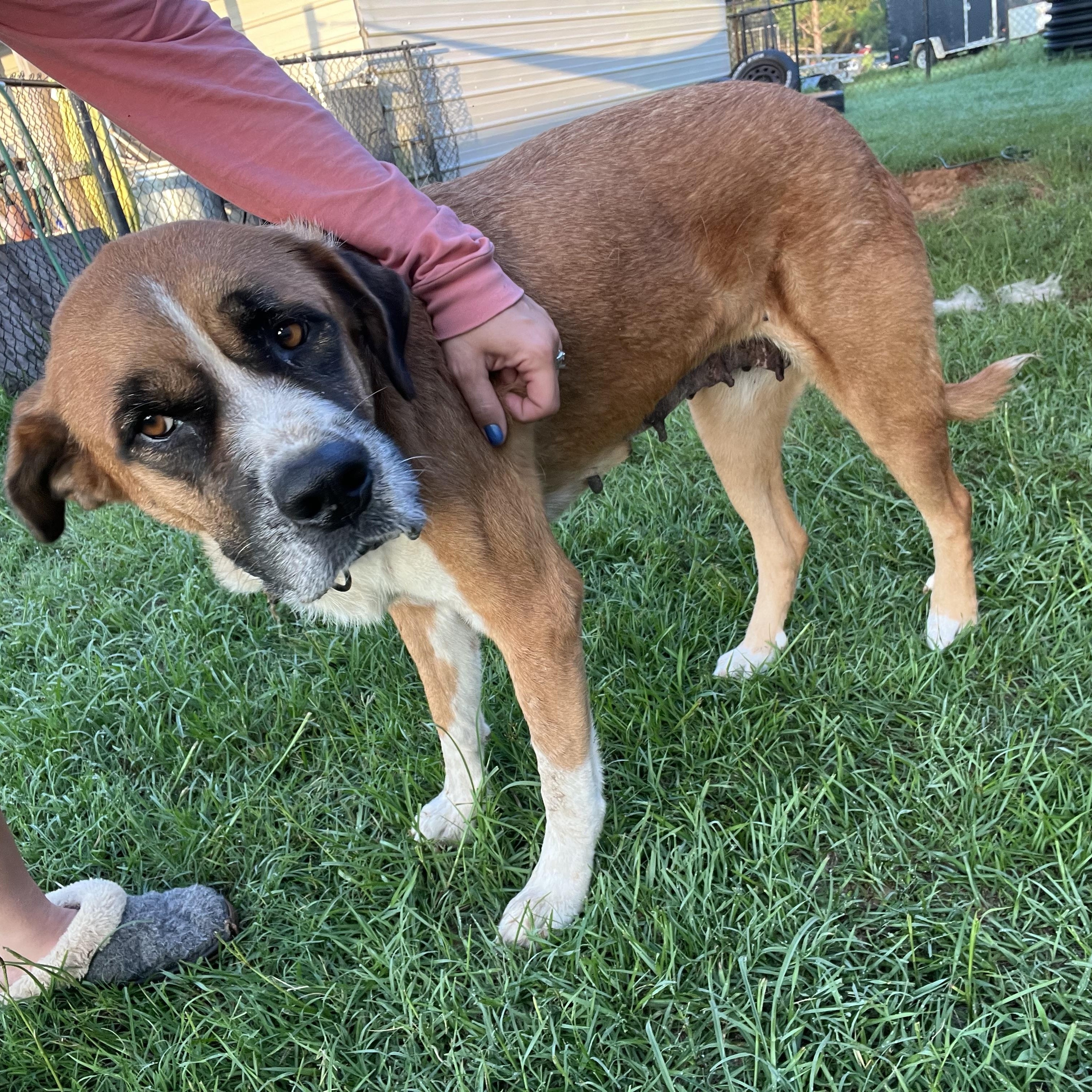 Enlarge Mama, a Adoptable mixed breed in Brewton, AL image 4/5