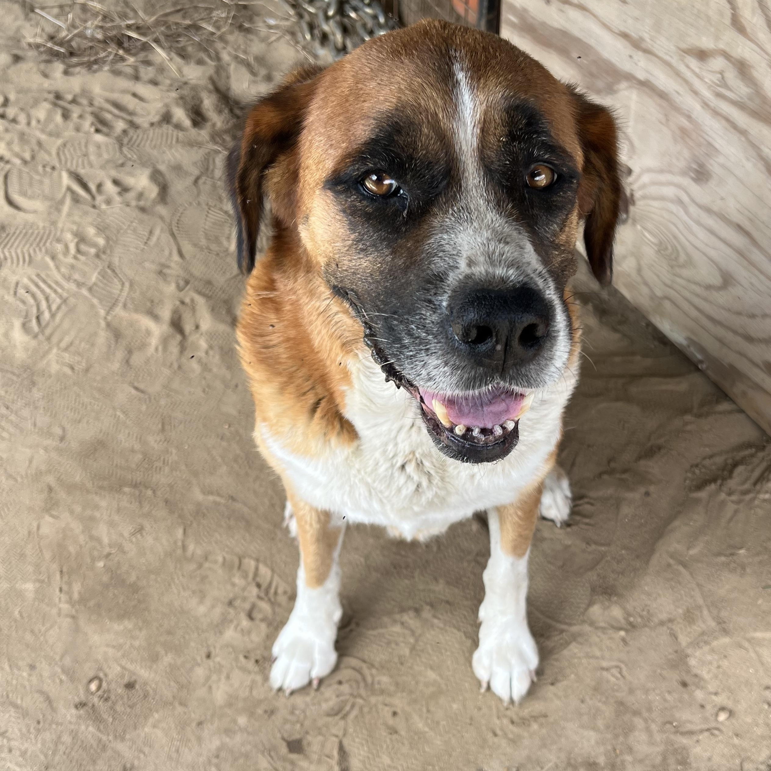 Mama, Adoptable, Adult Female Labrador Retriever.