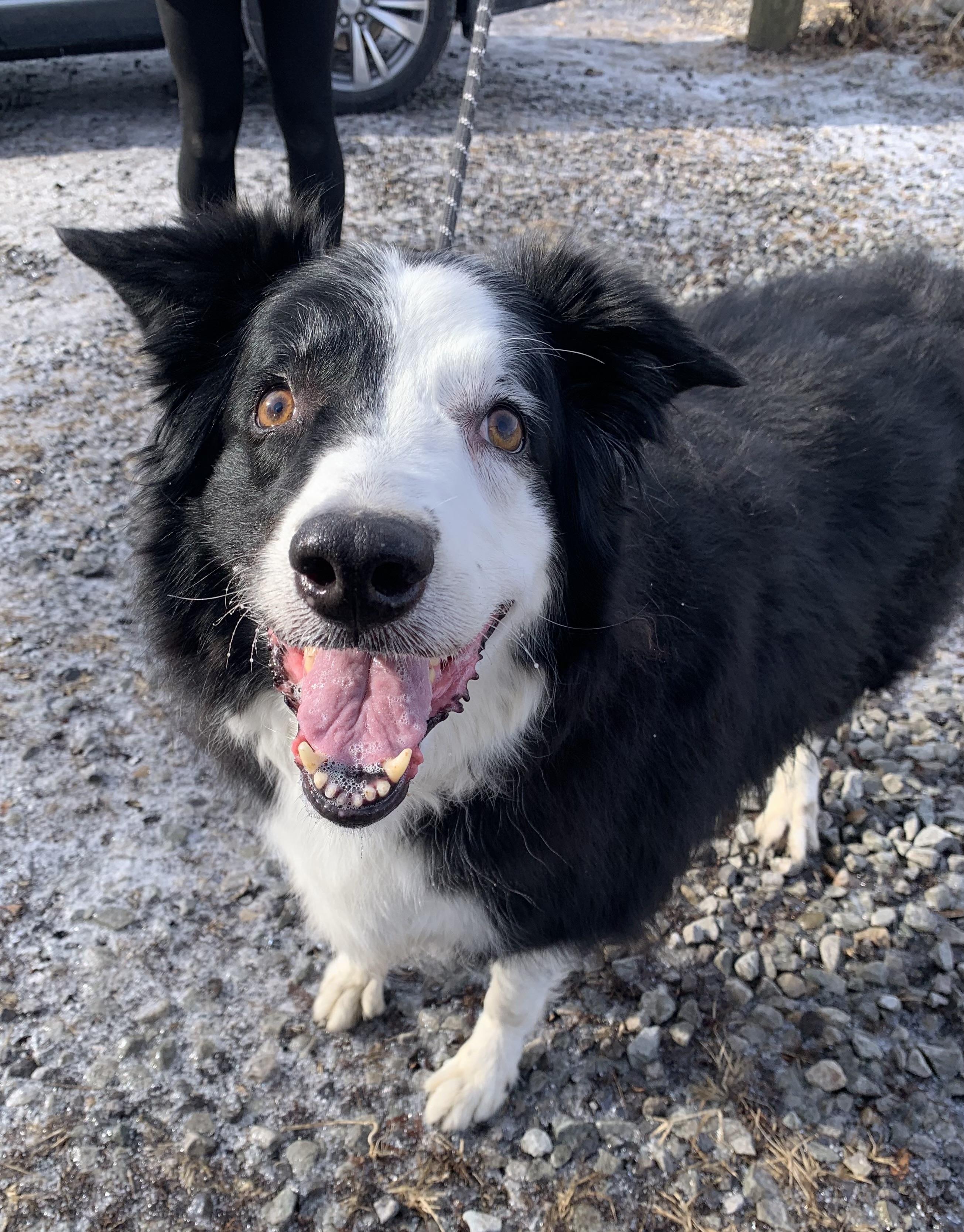 Lady, an adopted Border Collie in McKeesport, PA image 6/6